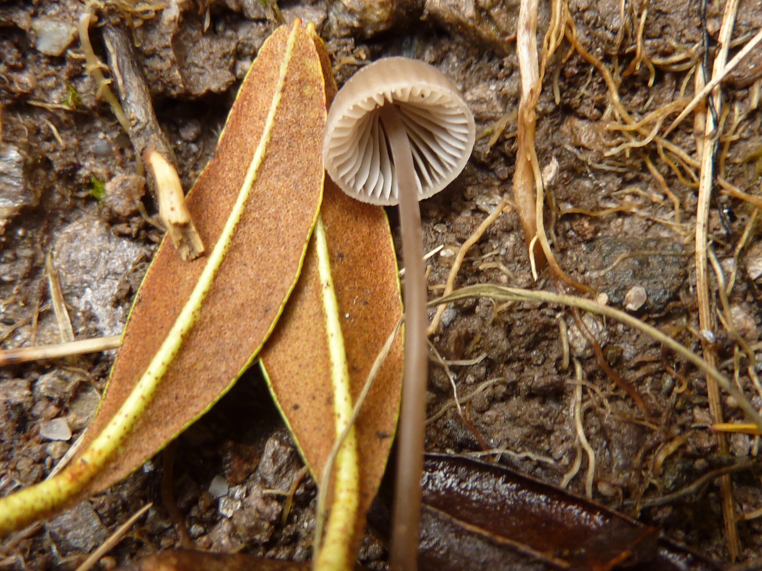 Mycena rhododendri