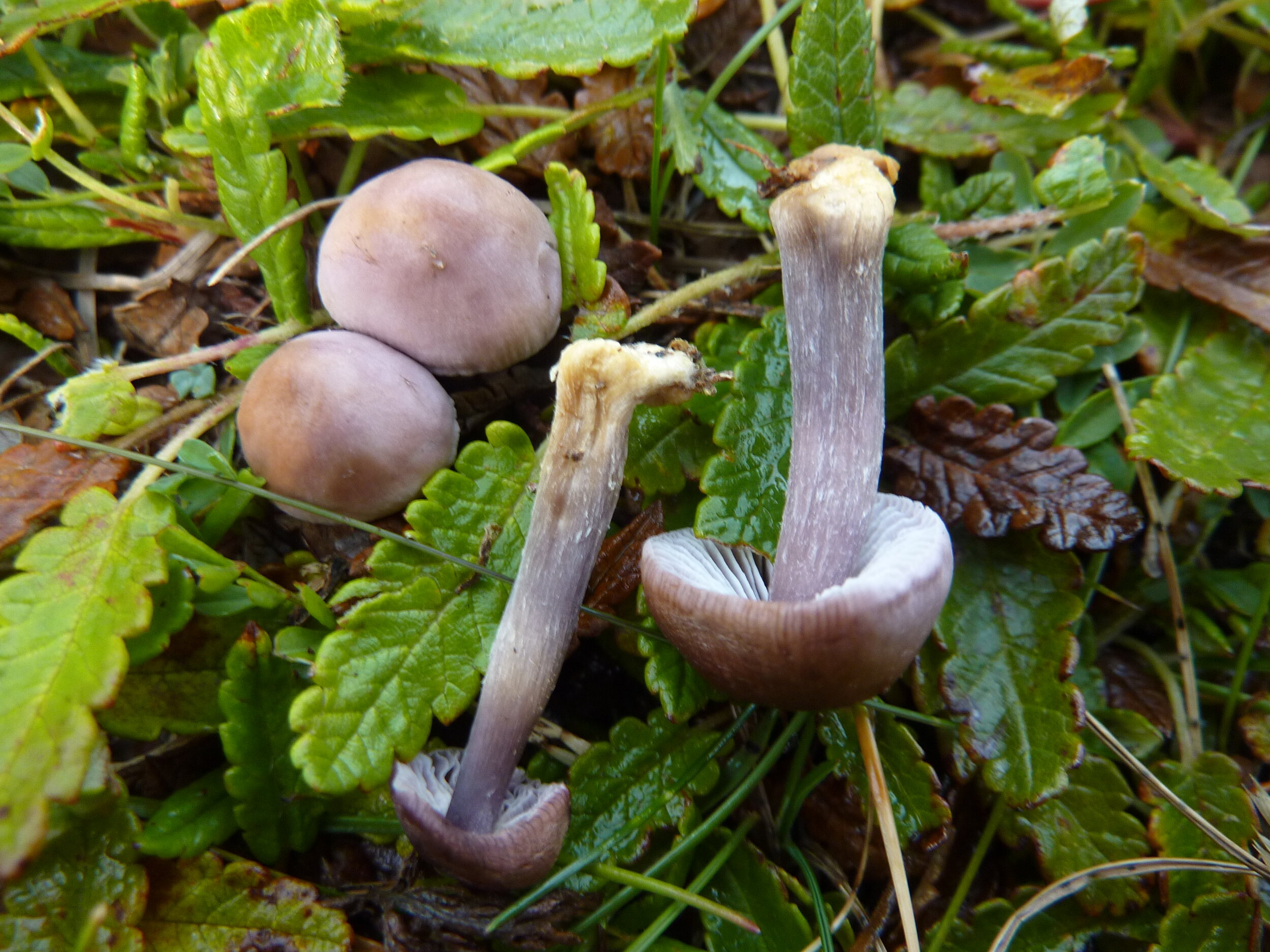 Mycena luteovariegata