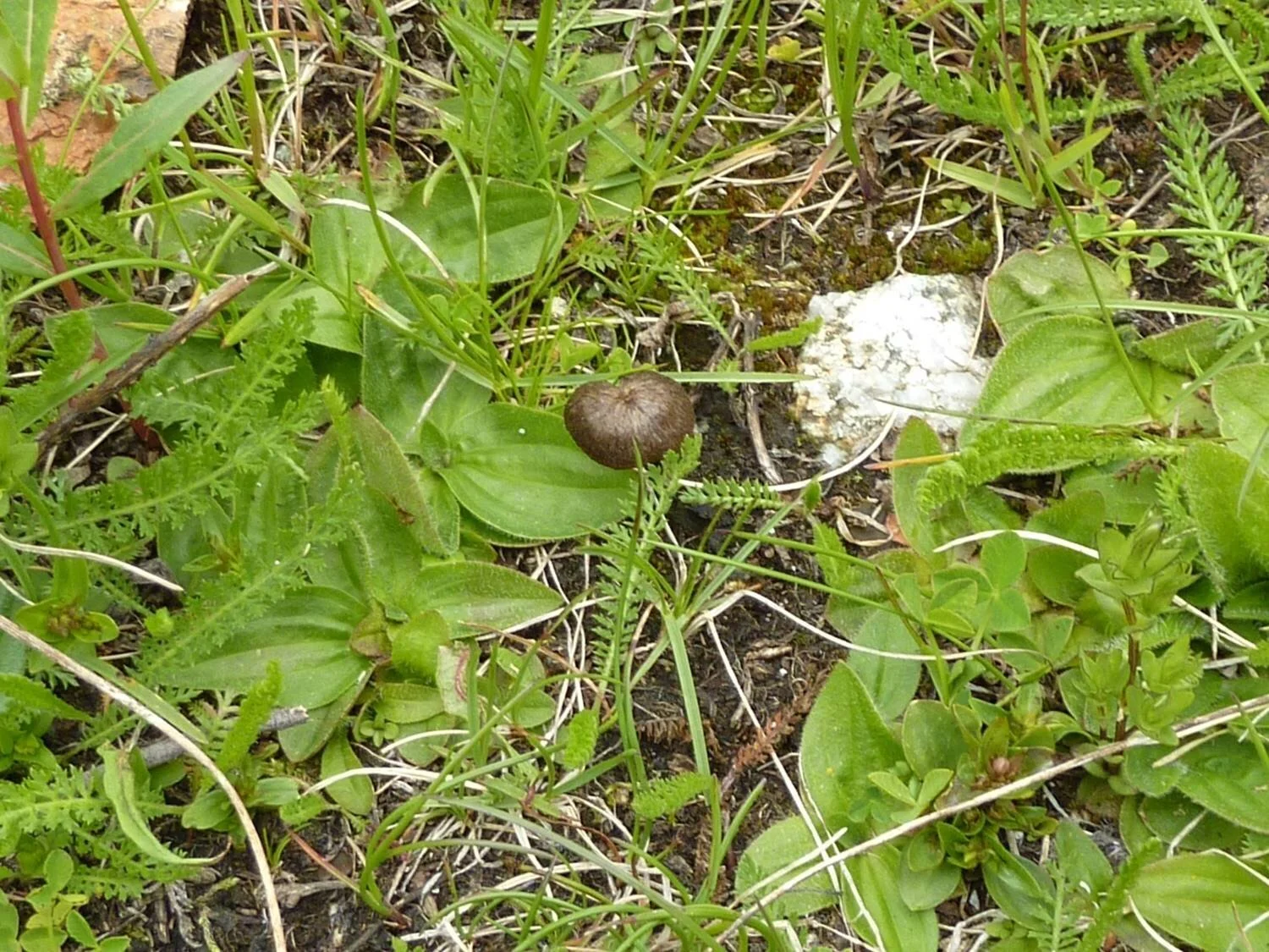 Entoloma rusticoides