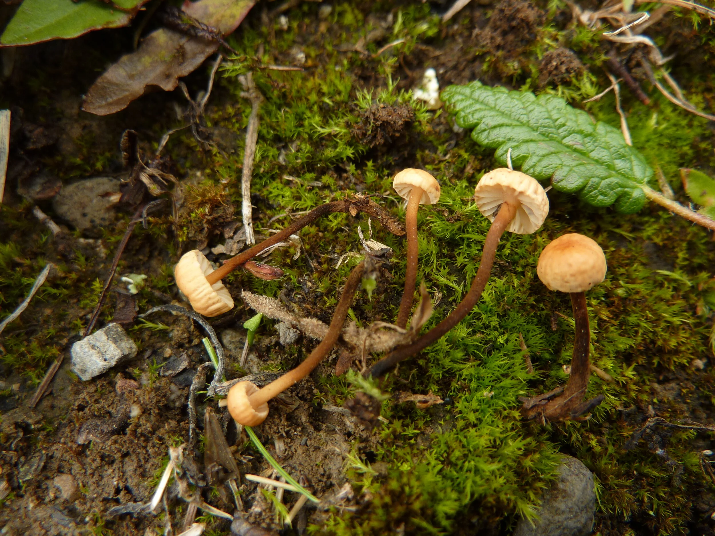 Marasmius epidryas