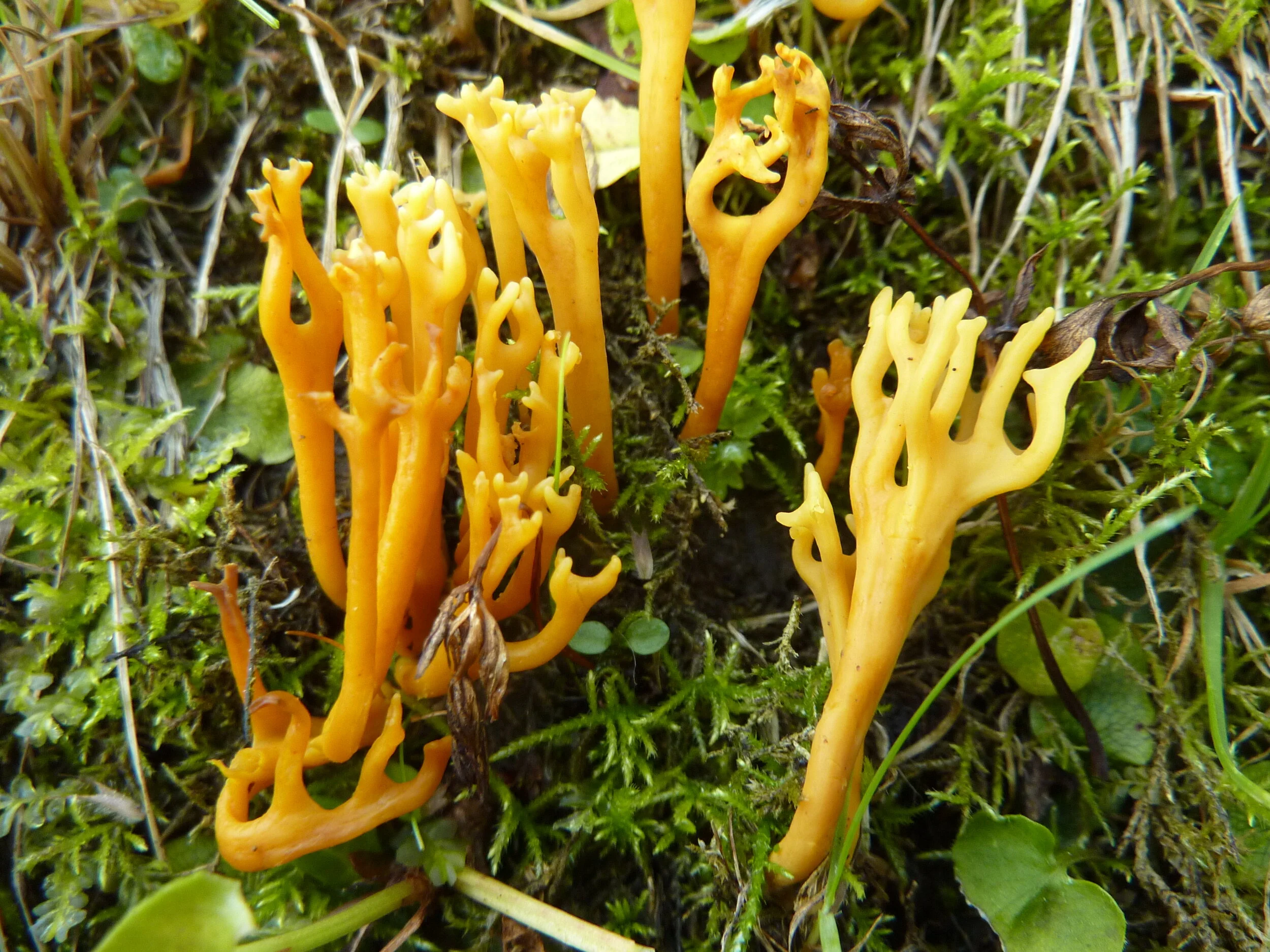 Clavulinopsis corniculata