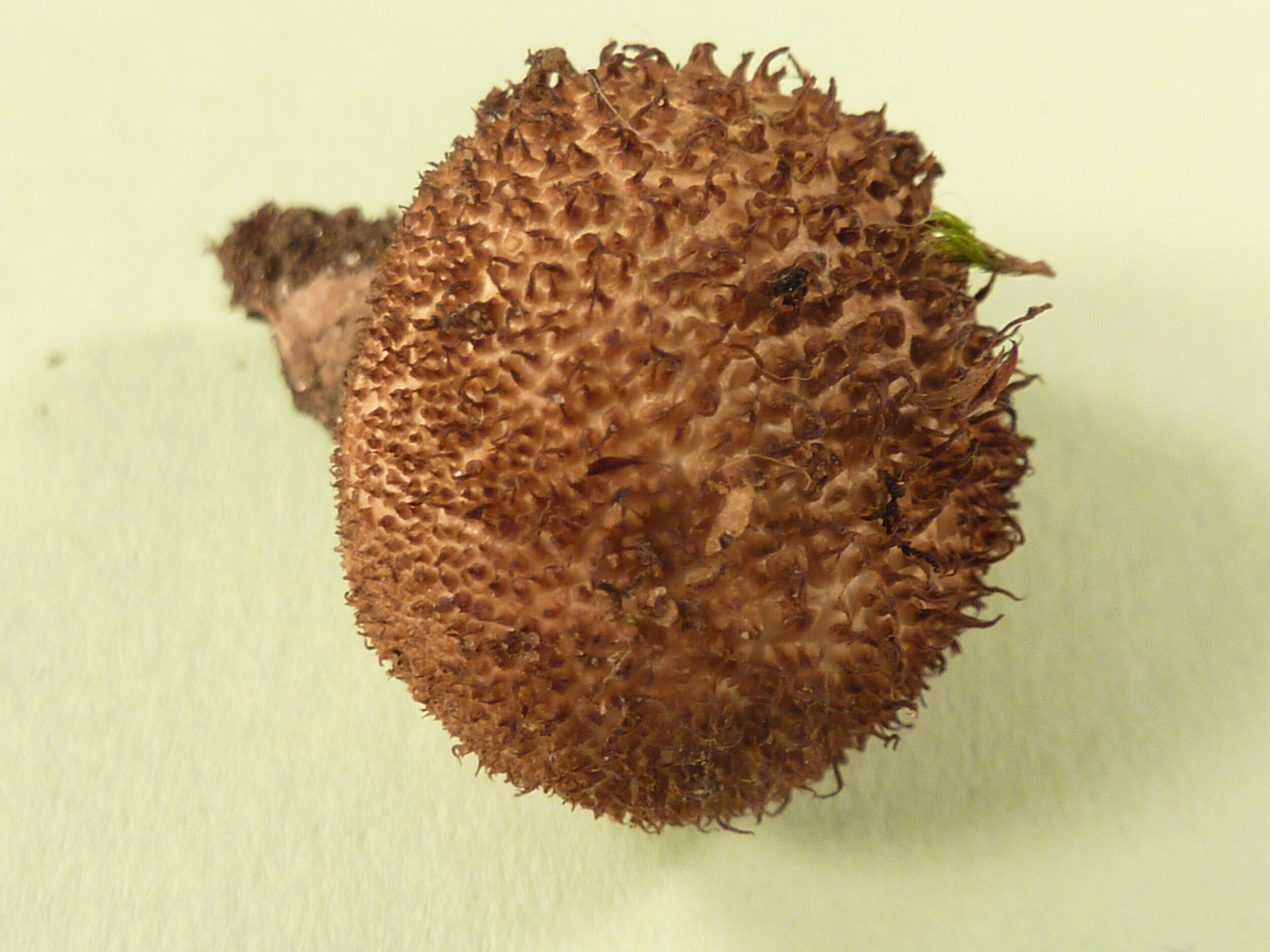 Lycoperdon nigrescens 2.JPG