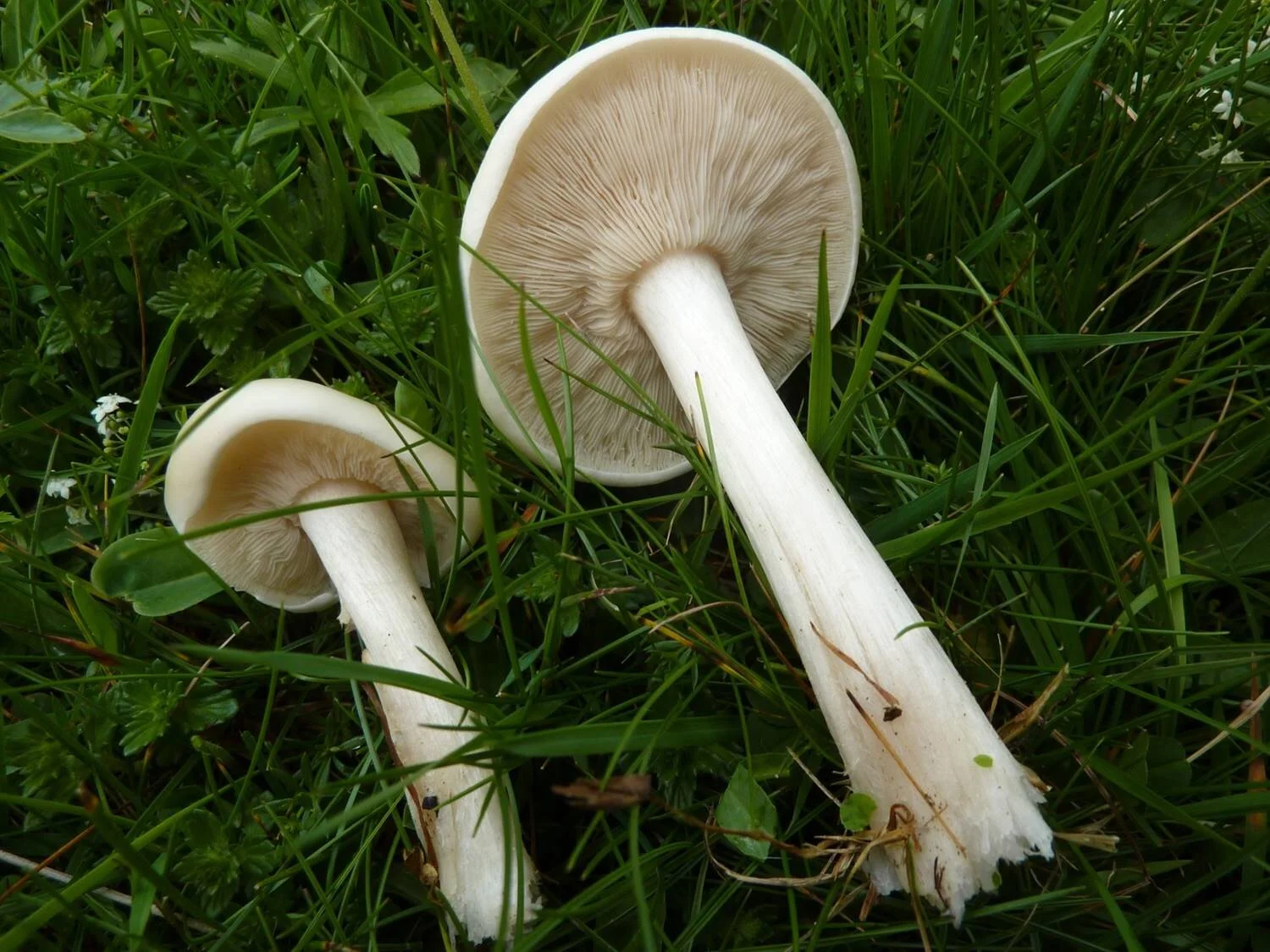 Melanoleuca substrictipes