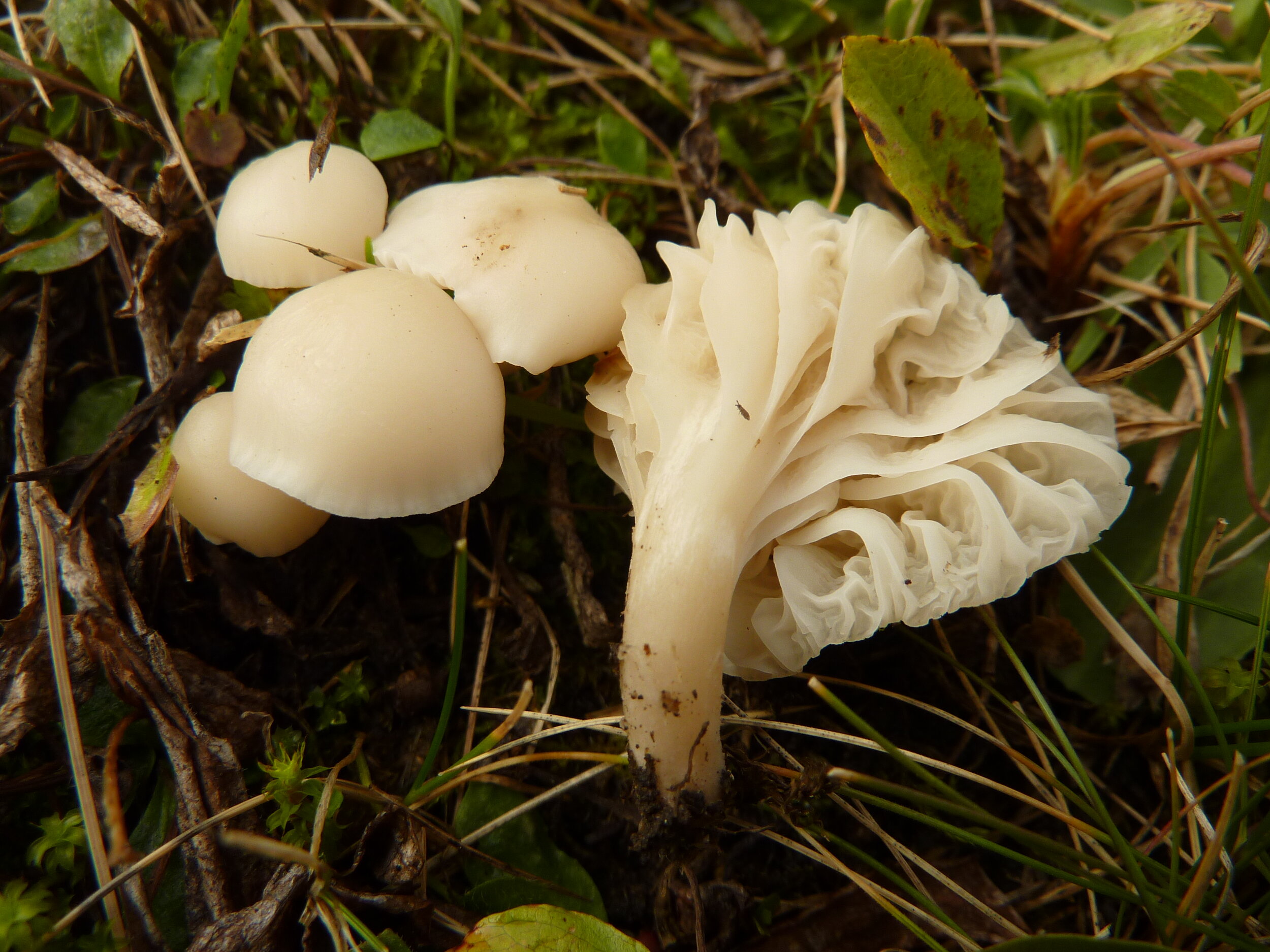 Hygrocybe virgineus (2).JPG