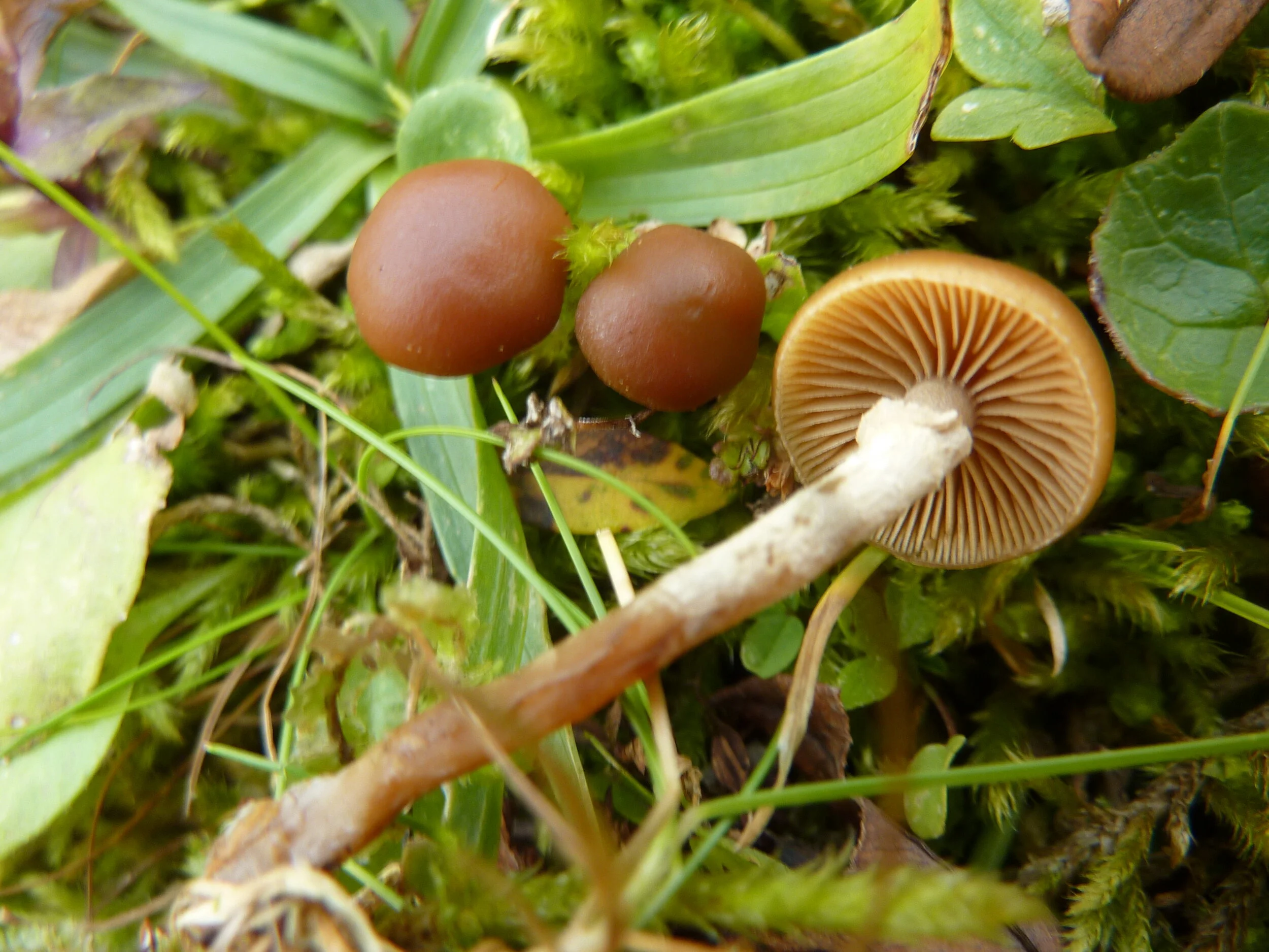 Galerina pseudomycenopsis