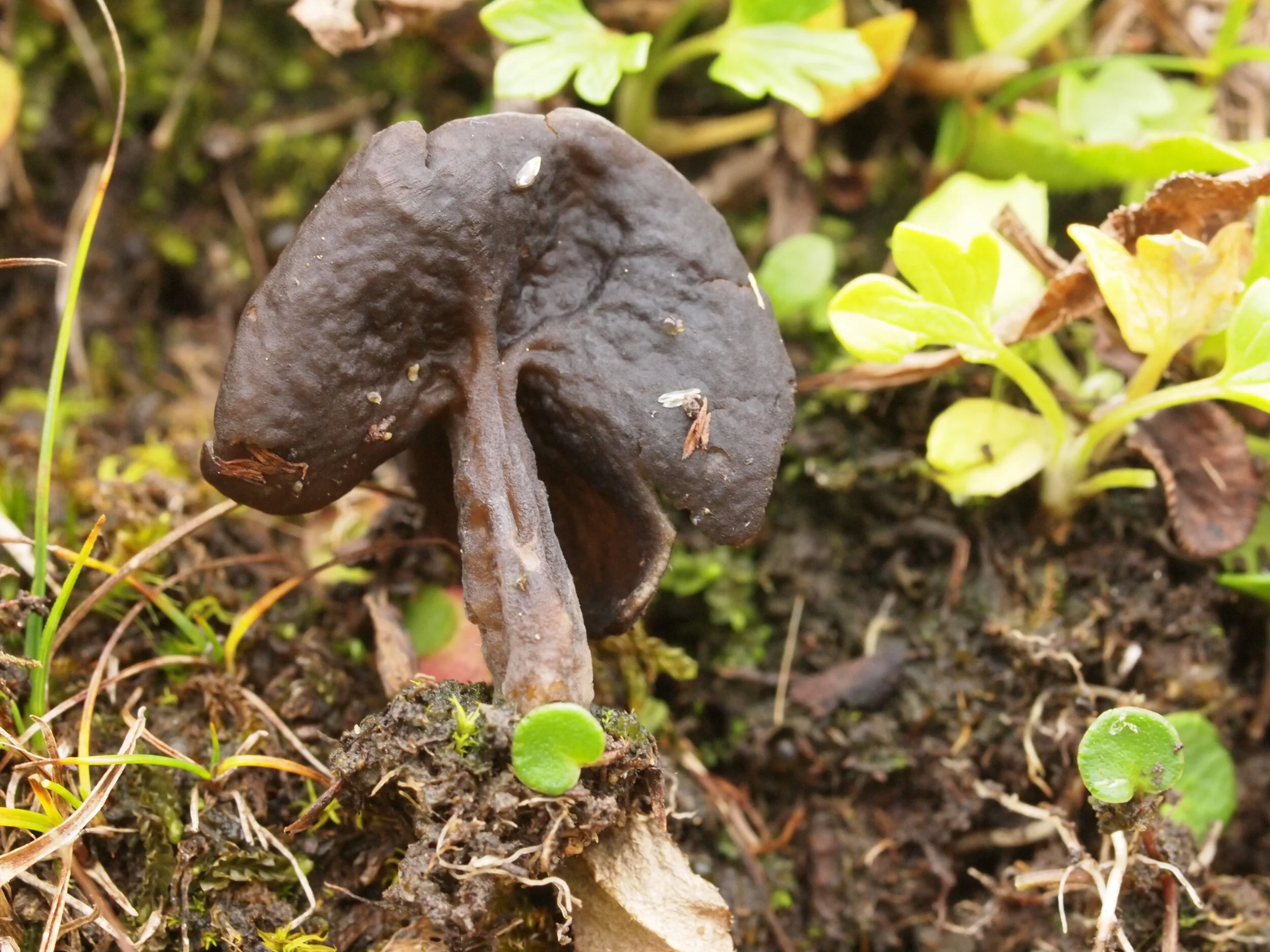 Helvella alpestris