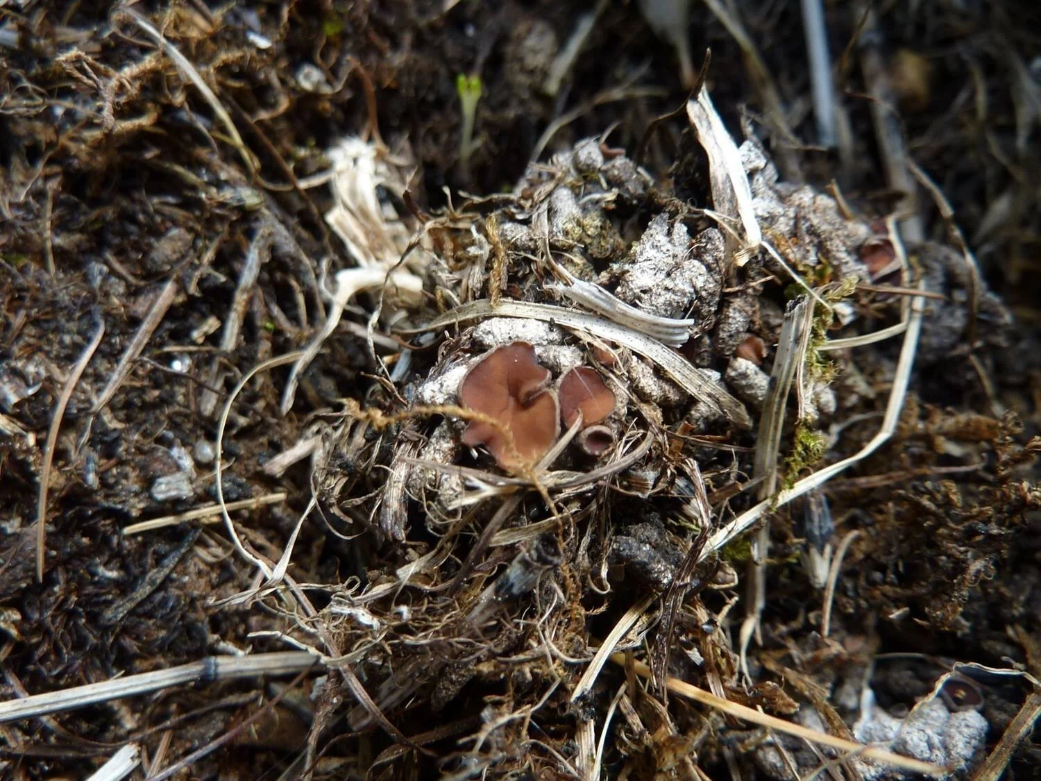 Pseudoombrophila merdaria