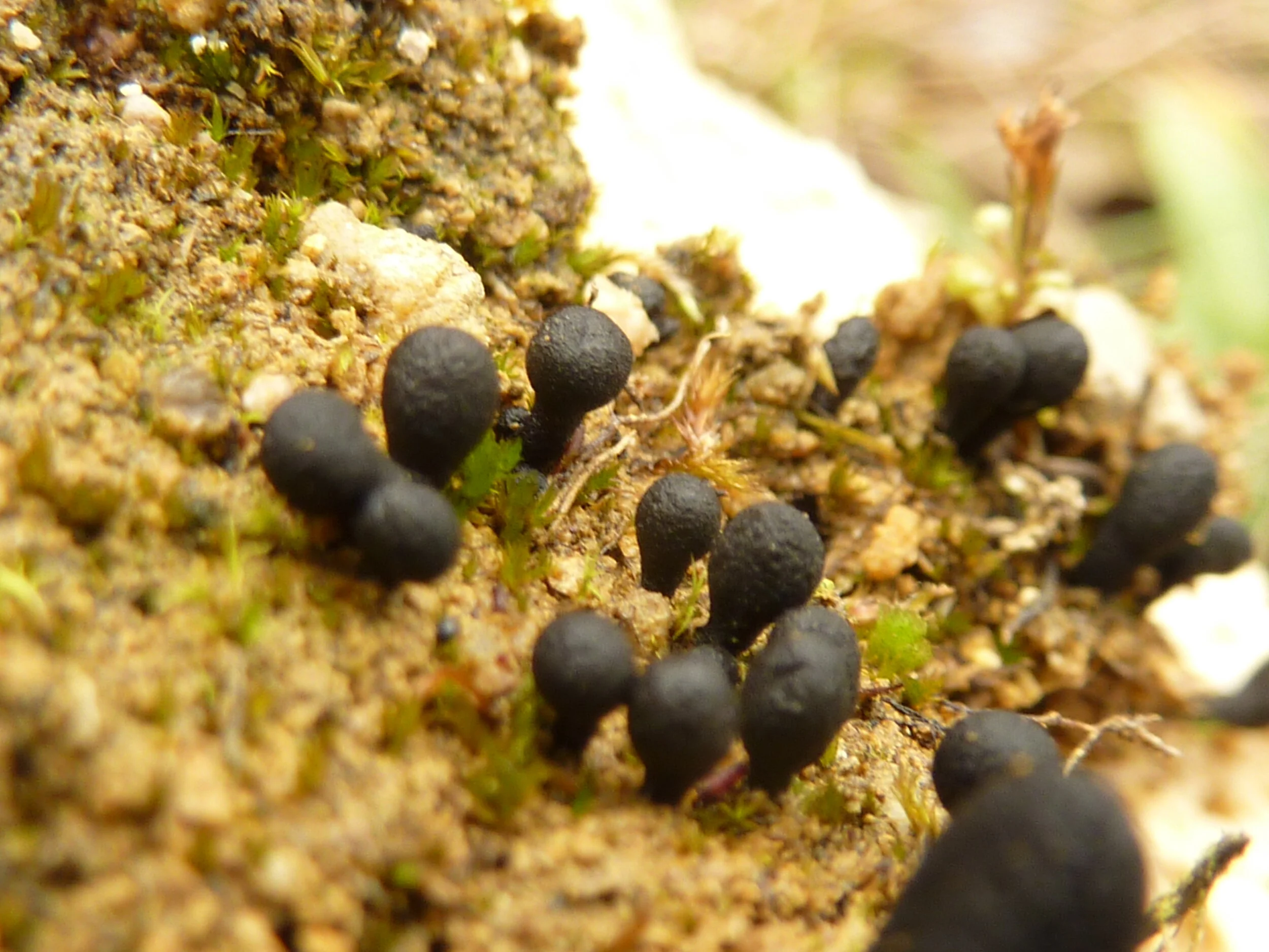 Geoglossum heuflerianum