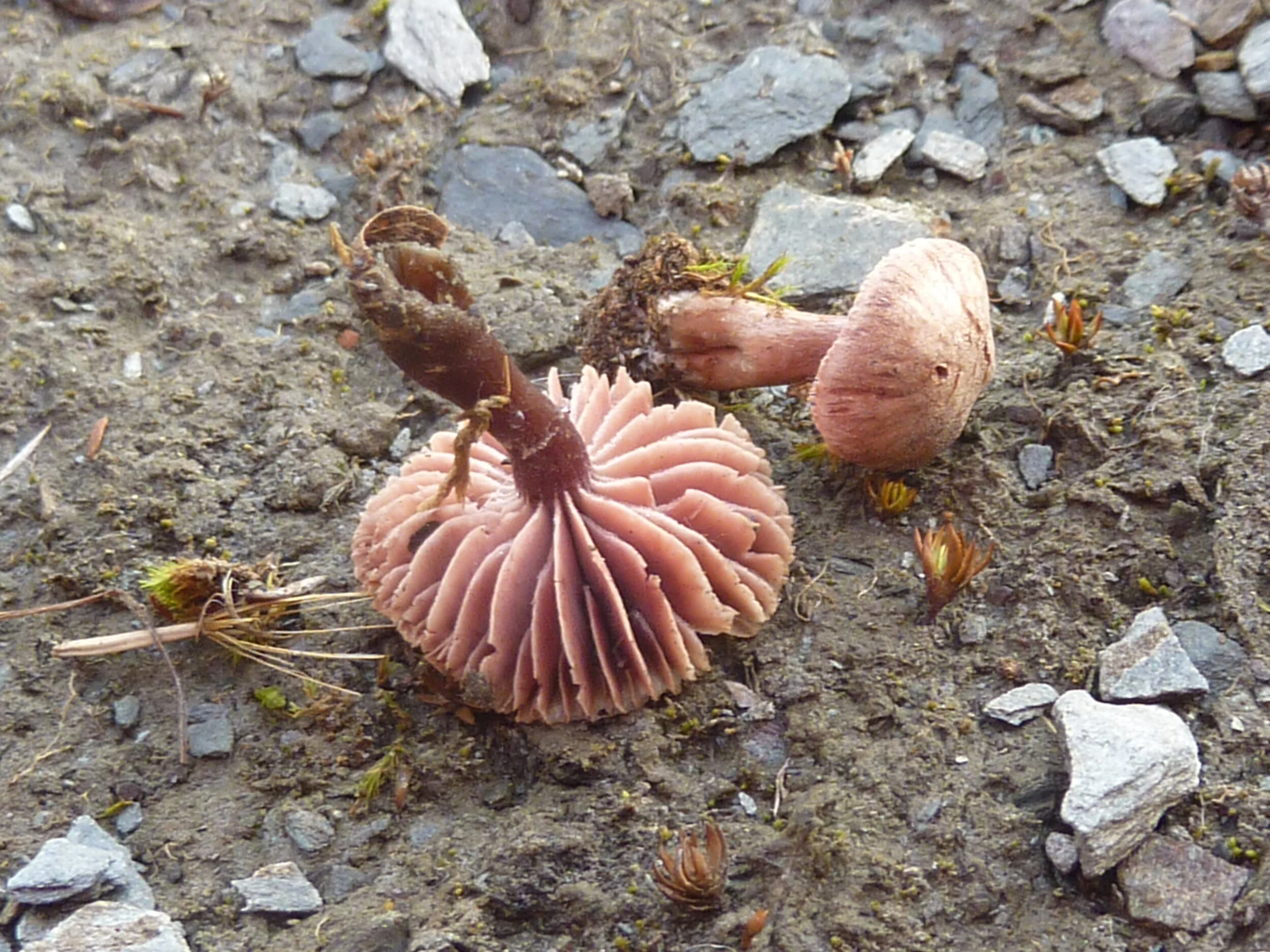 Pseudobaeospora pillodii