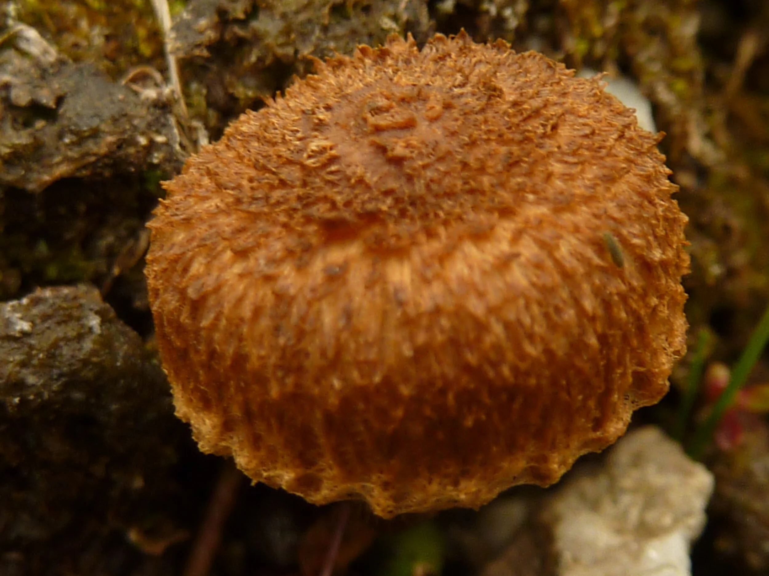 Inocybe squarrosoannulata