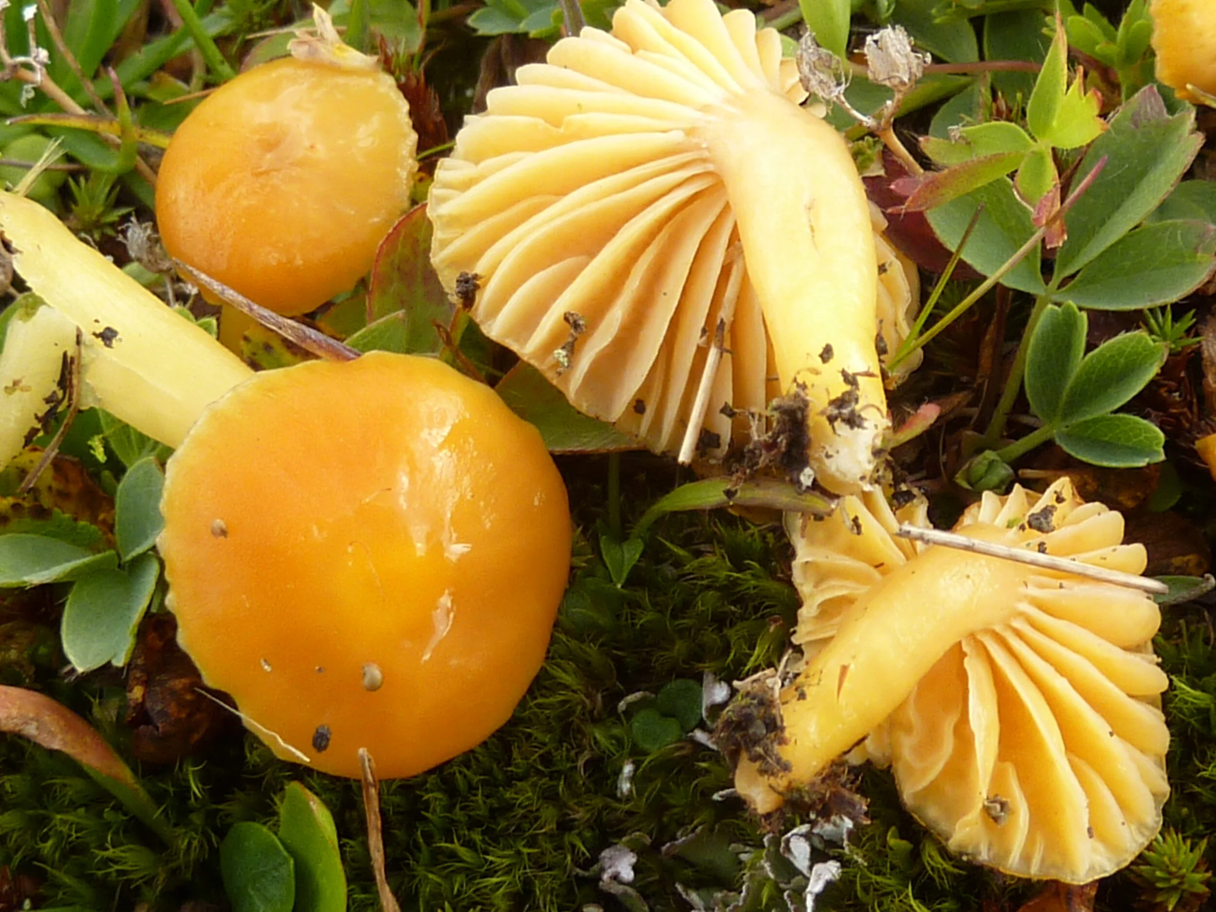 Hygrocybe chlorophana
