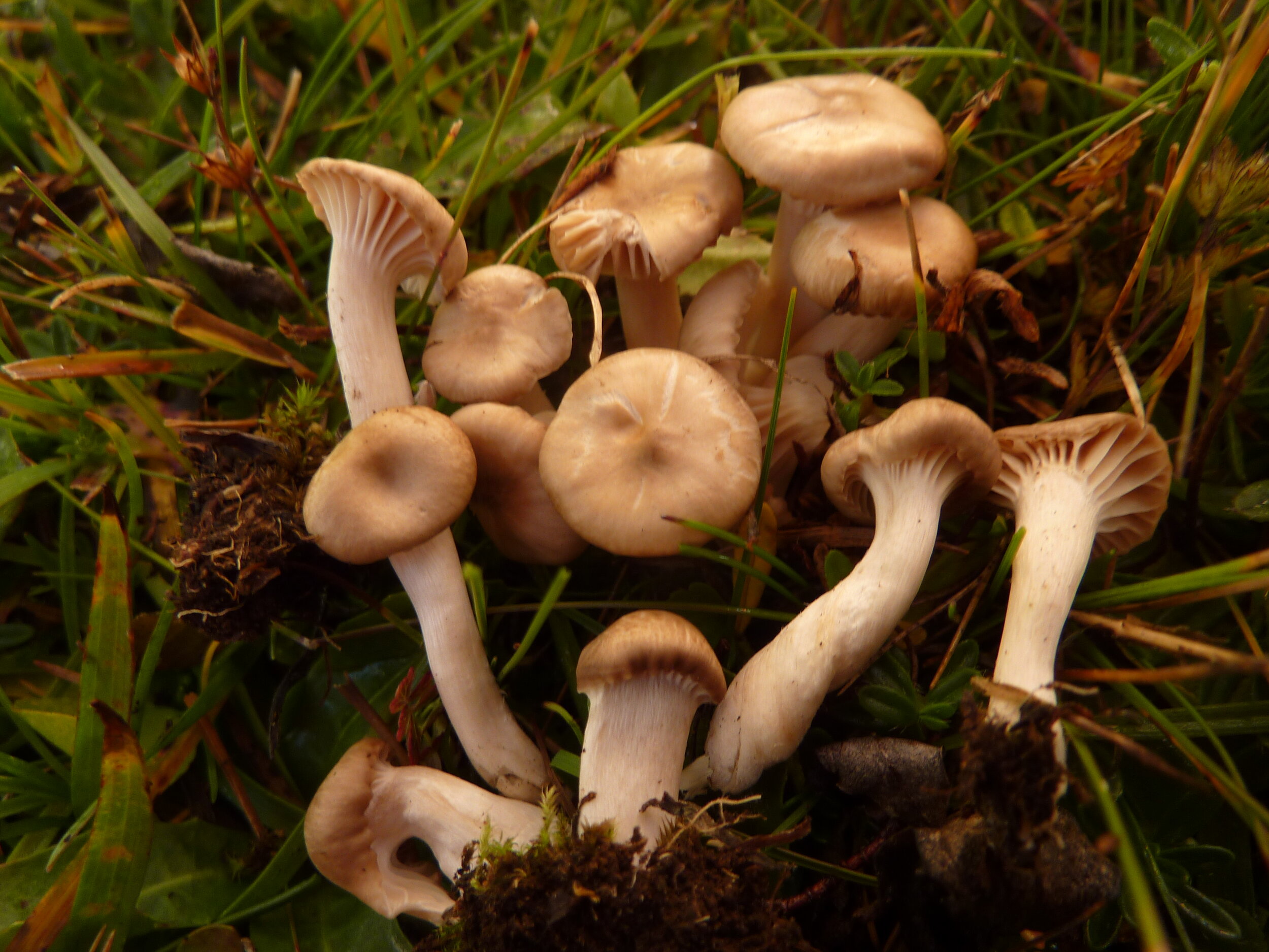 Hygrocybe colemanniana 2.JPG