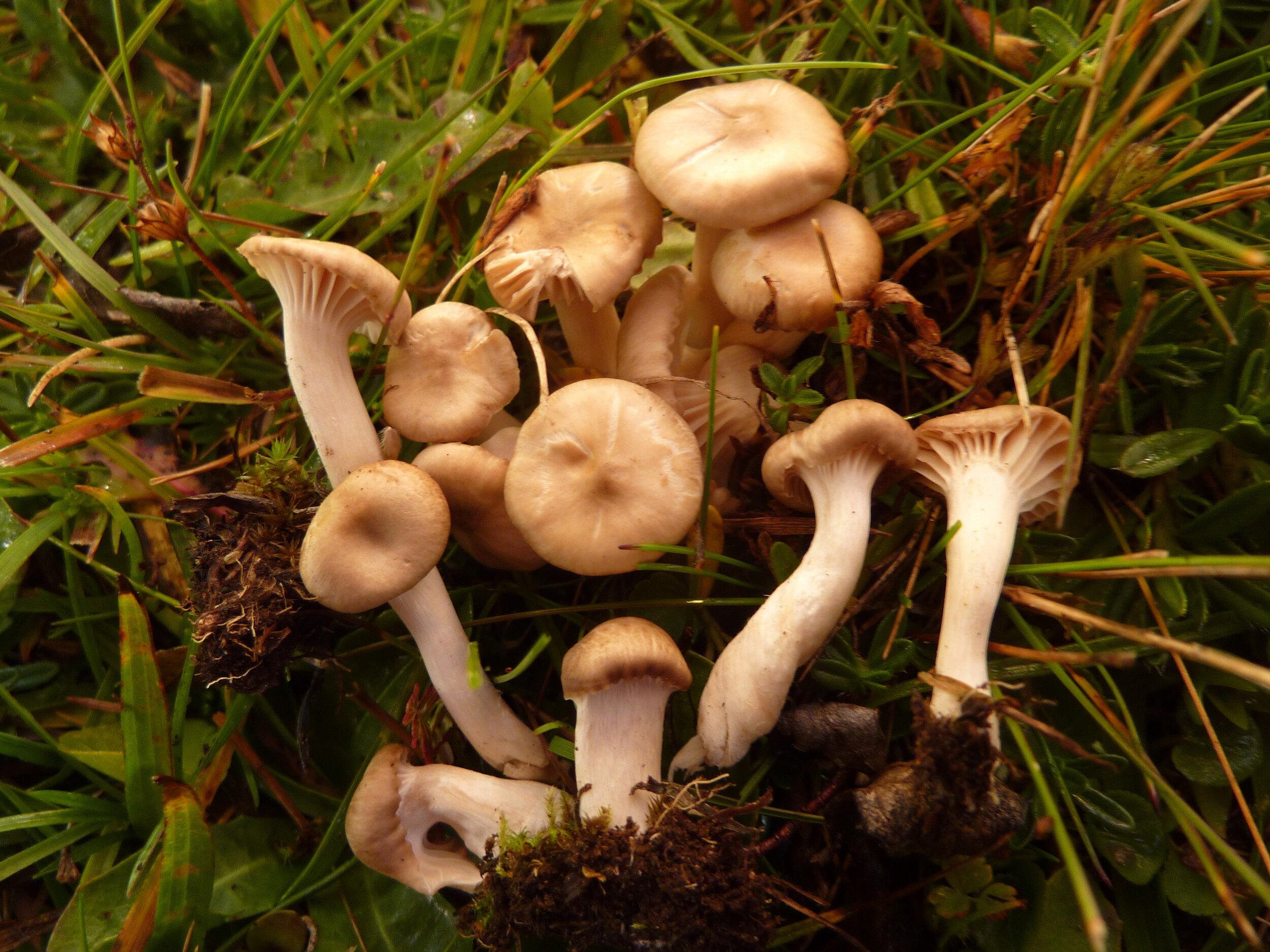 Hygrocybe colemanniana 1.JPG