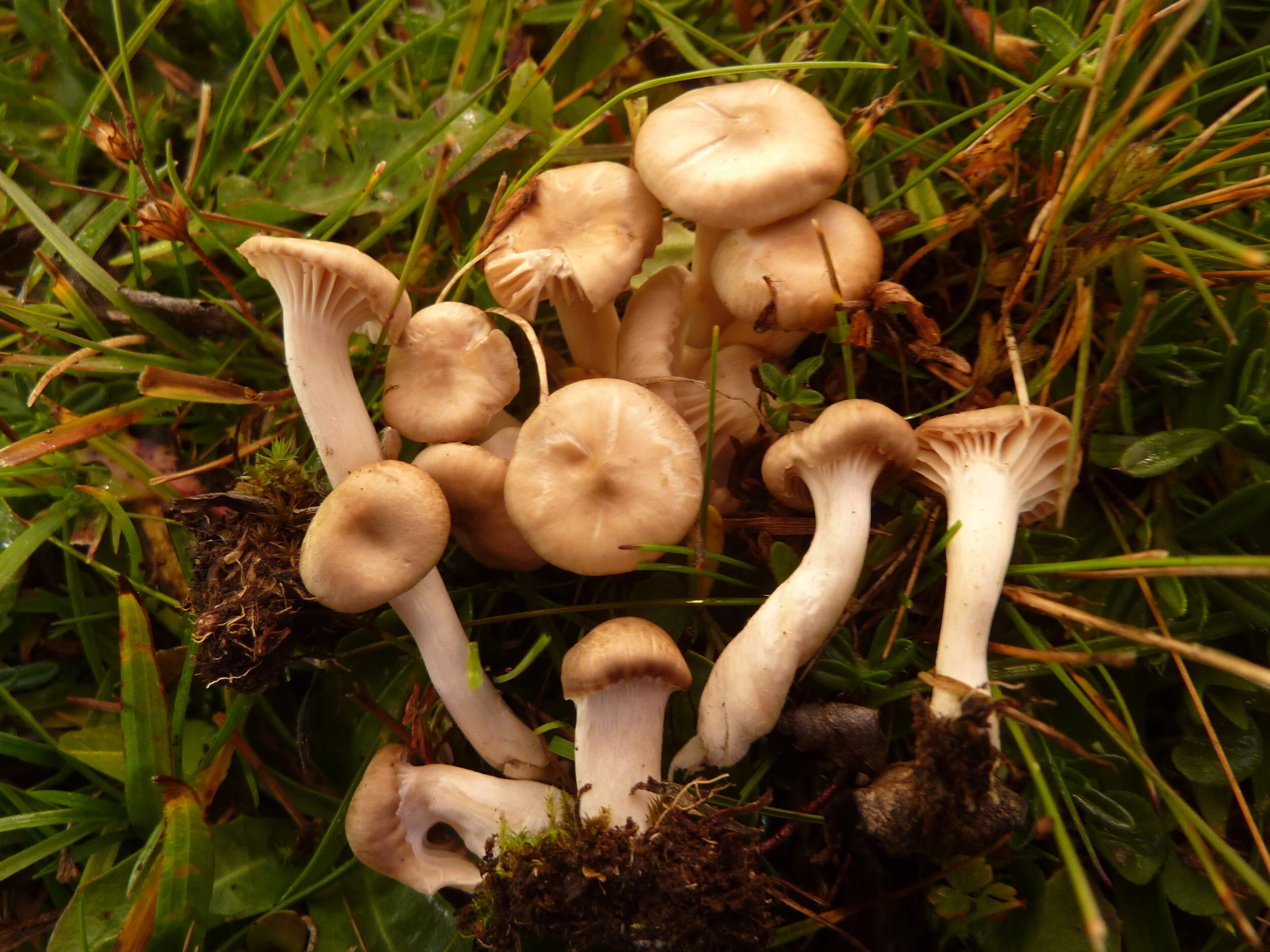 Hygrocybe colemanniana