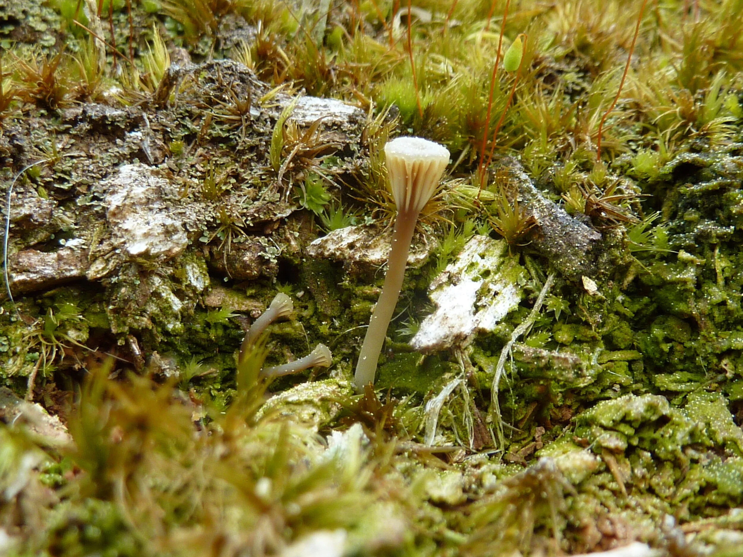 Omphalina umbellifera