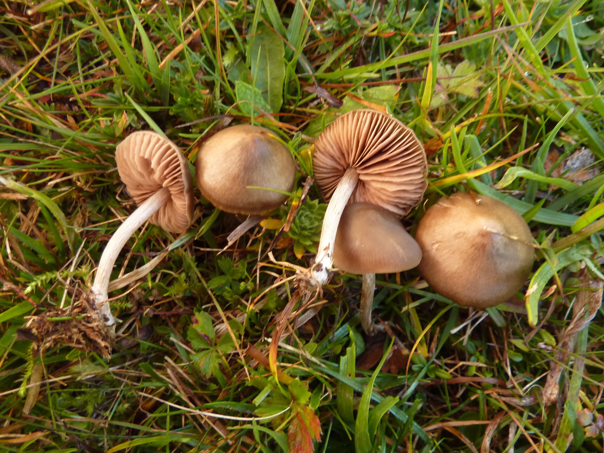 Entoloma infula