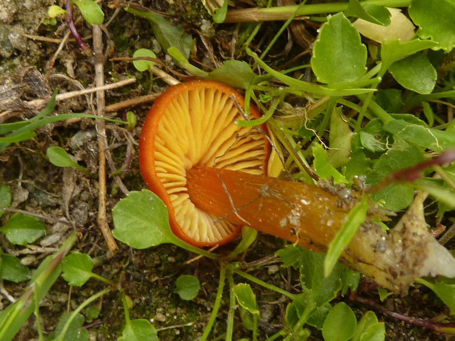 Hygrocybe conica var. chloroides 2b.jpg