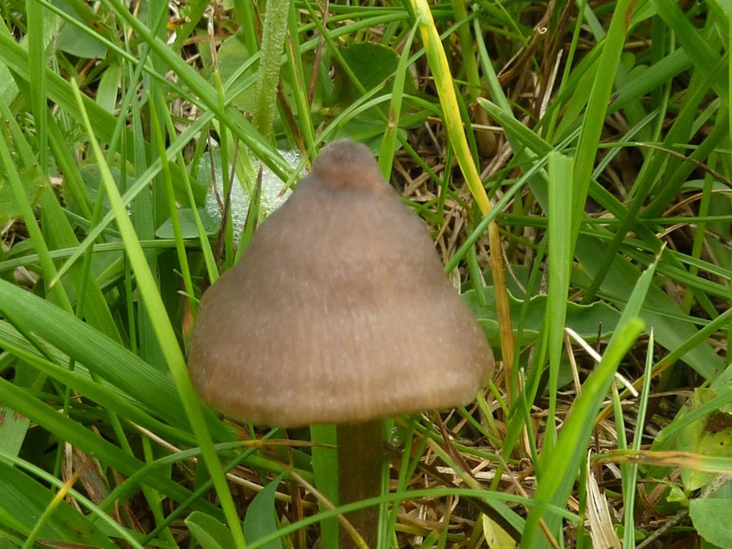 Entoloma papillatum