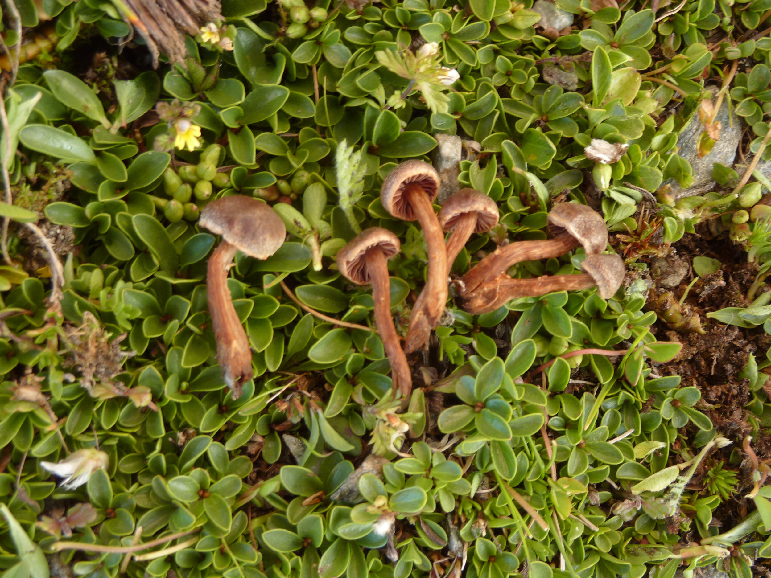 Cortinarius (Tel.) phaeopygmaeus
