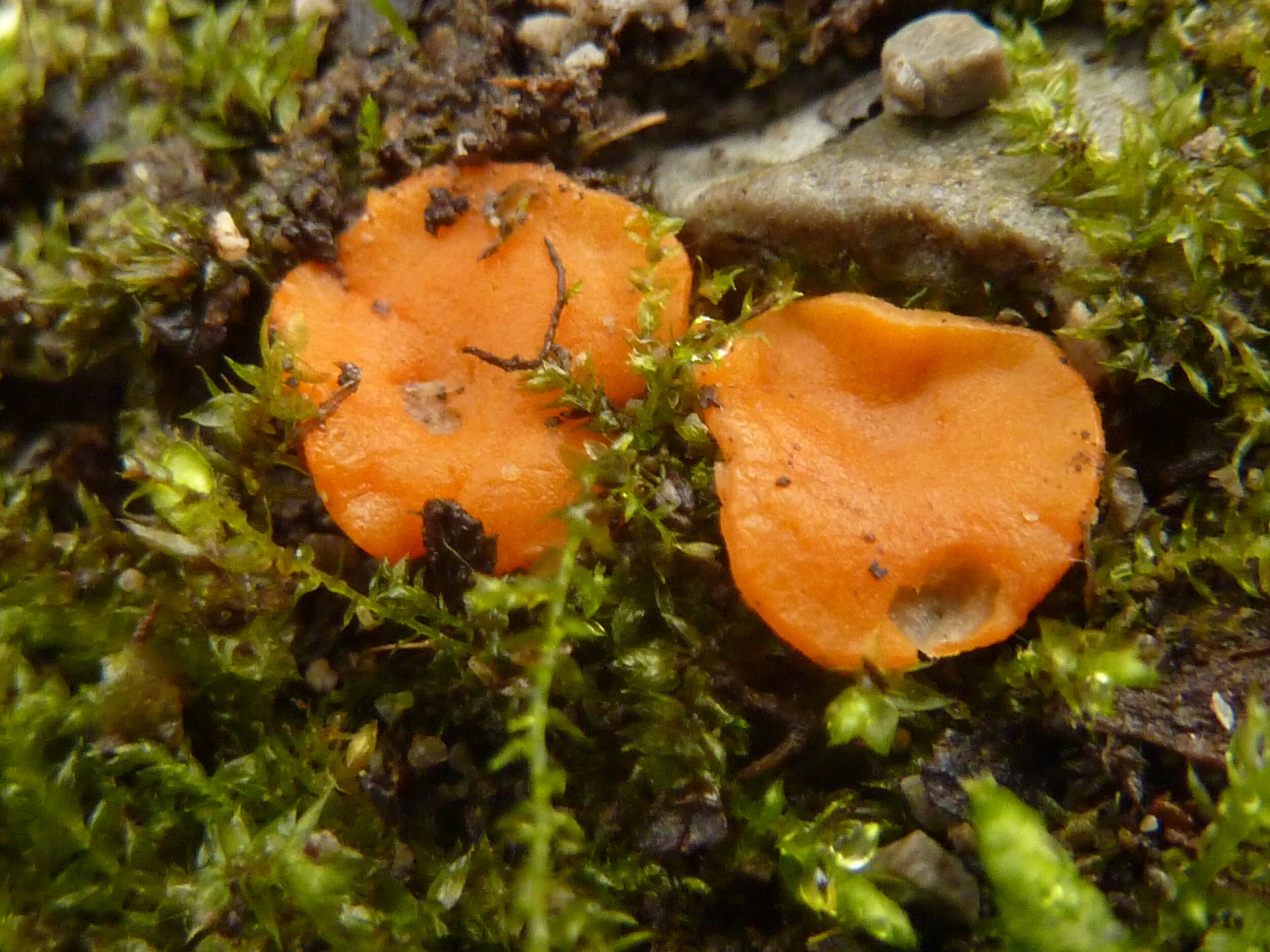 Pulvinula convexella