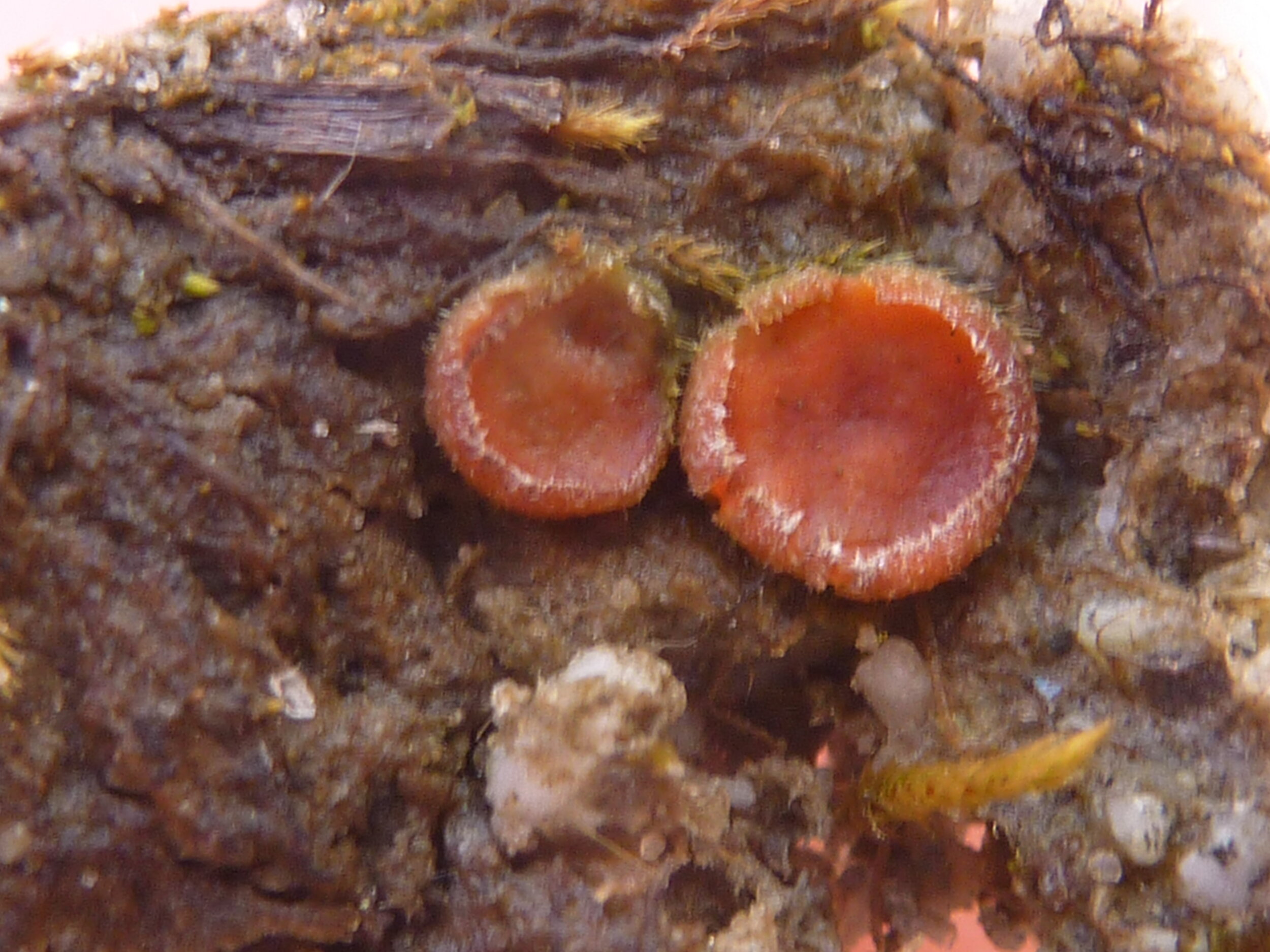 Scutellinia subhirtella