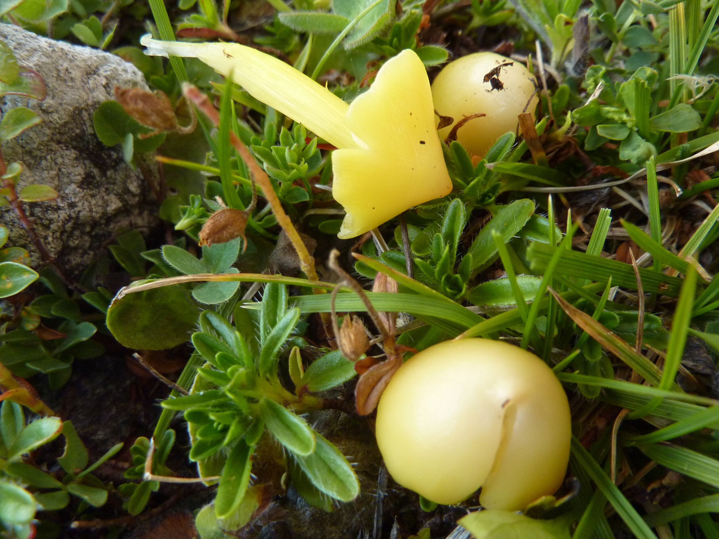 Hygrocybe acutoconica 2.JPG