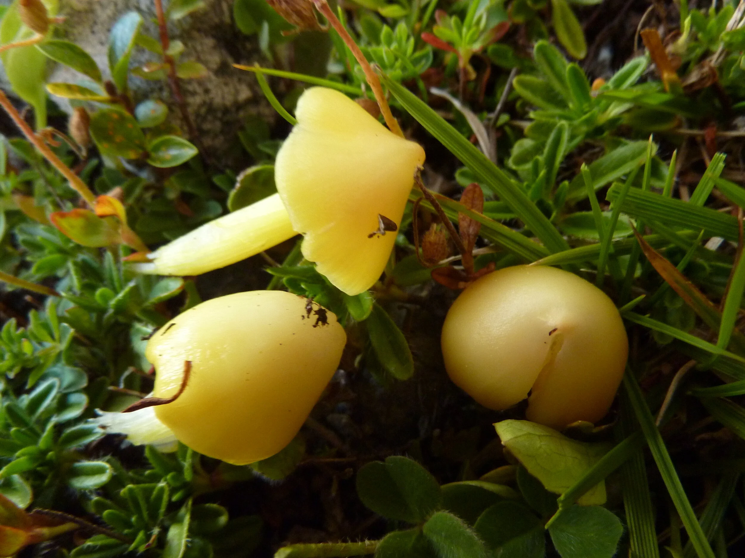 Hygrocybe acutoconica