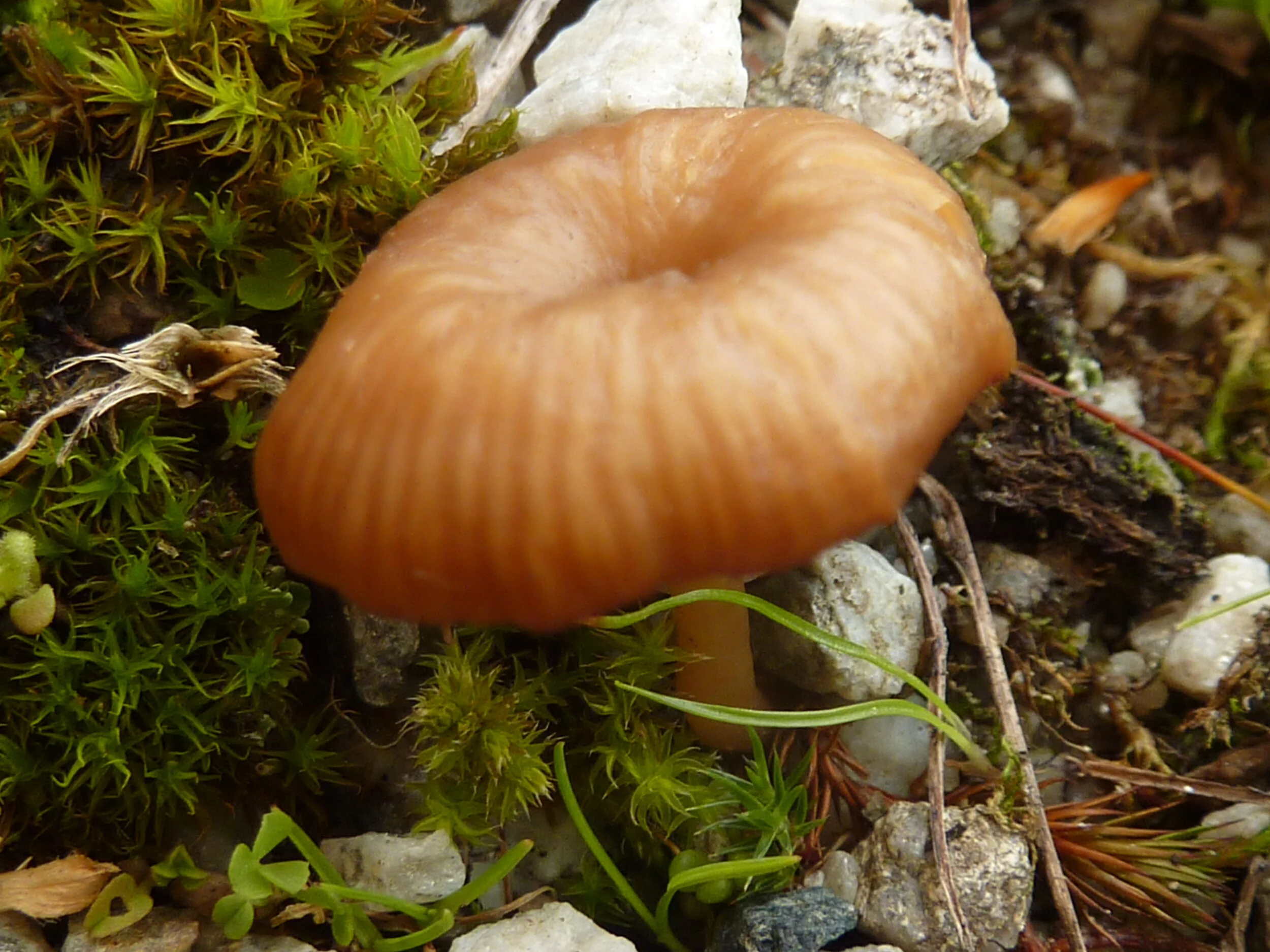 Entoloma formosum
