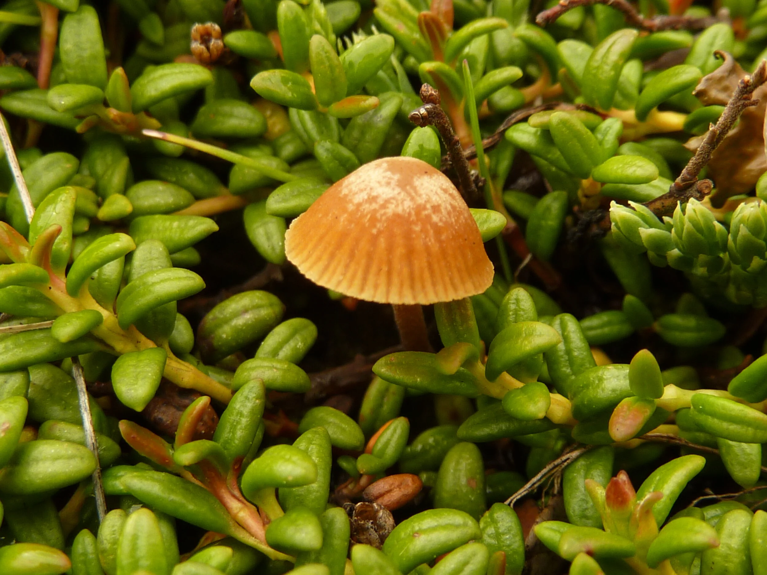 Galerina vittiformis