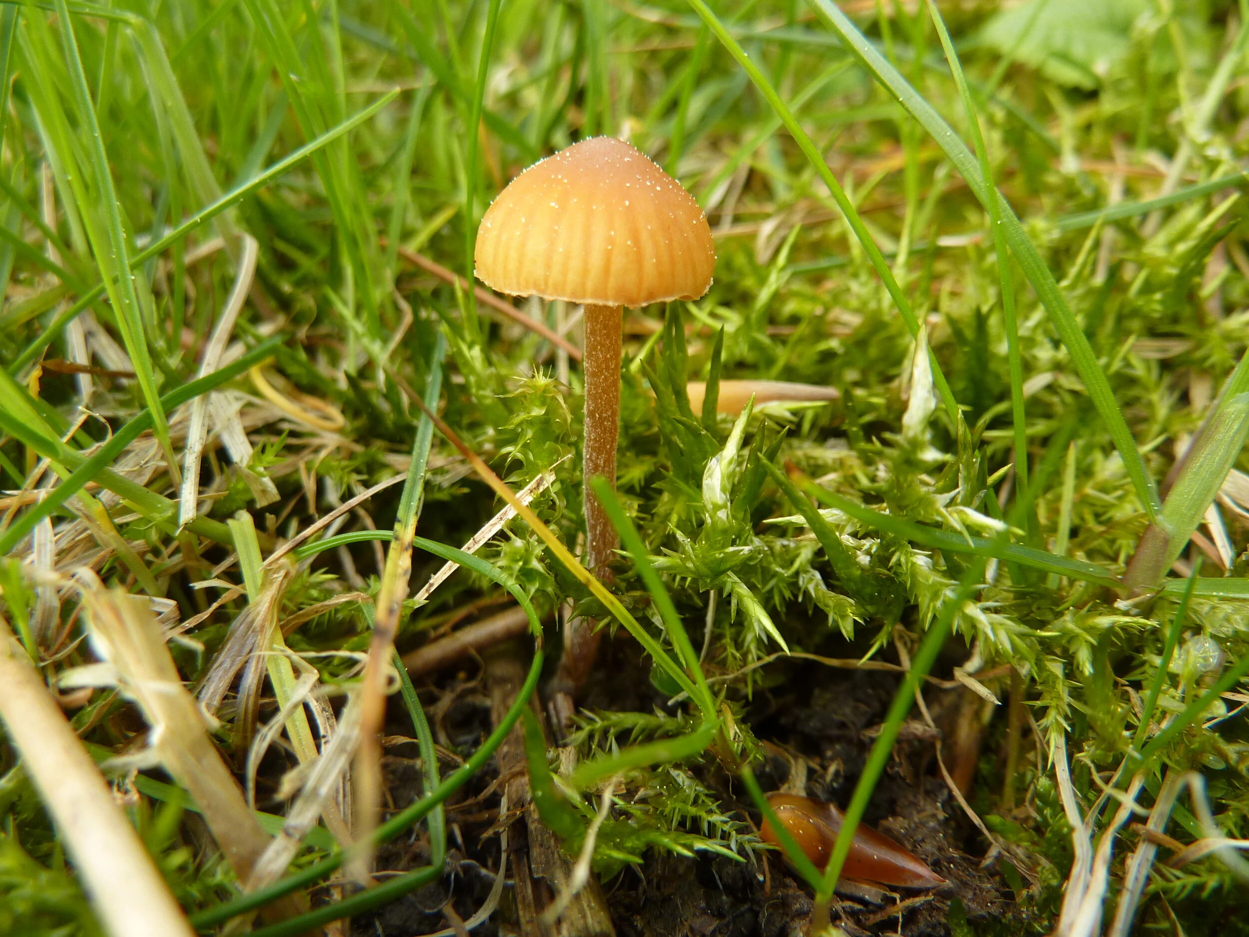 Galerina subclavata