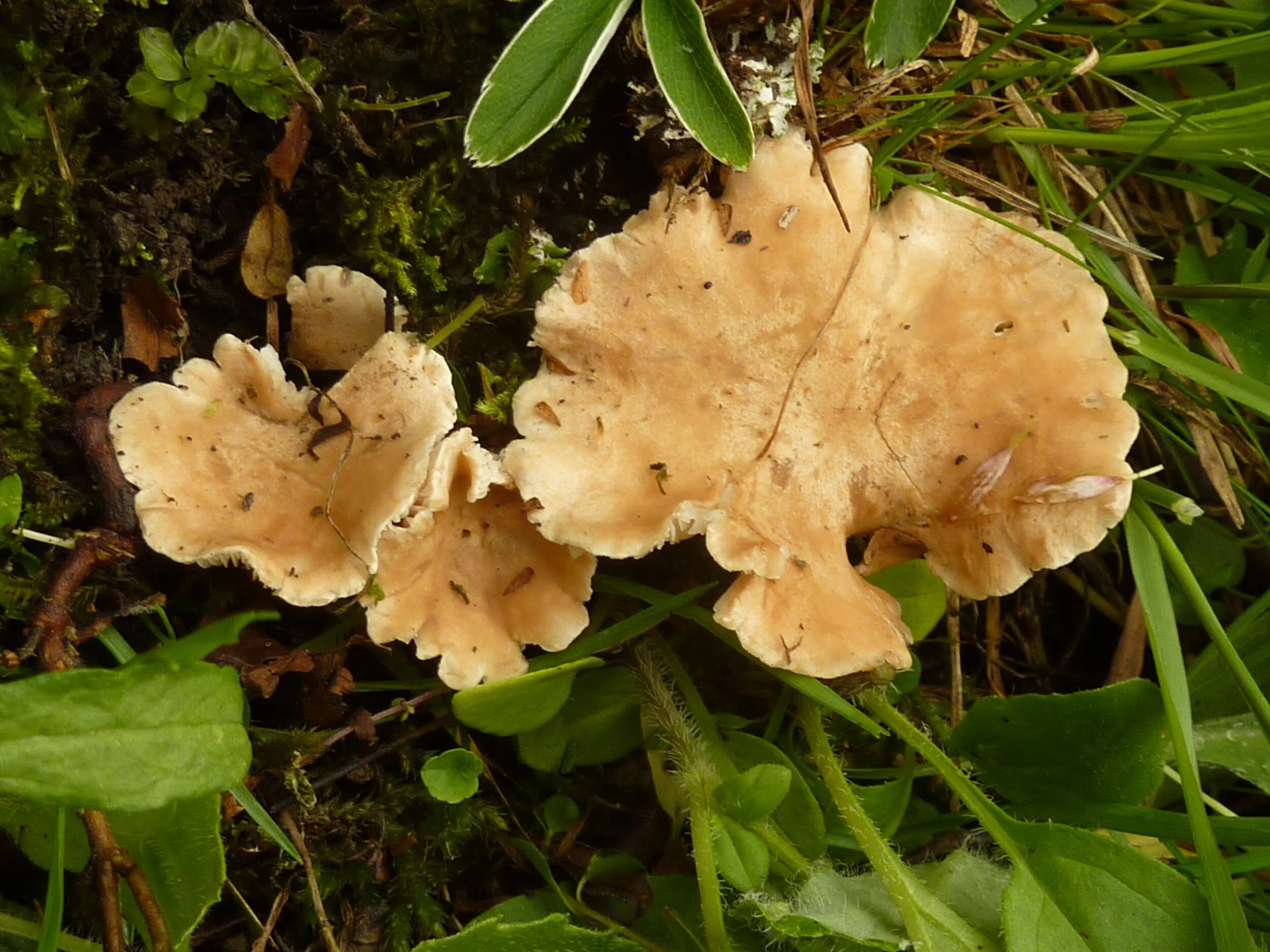 Clitocybe gibba fo. alpina
