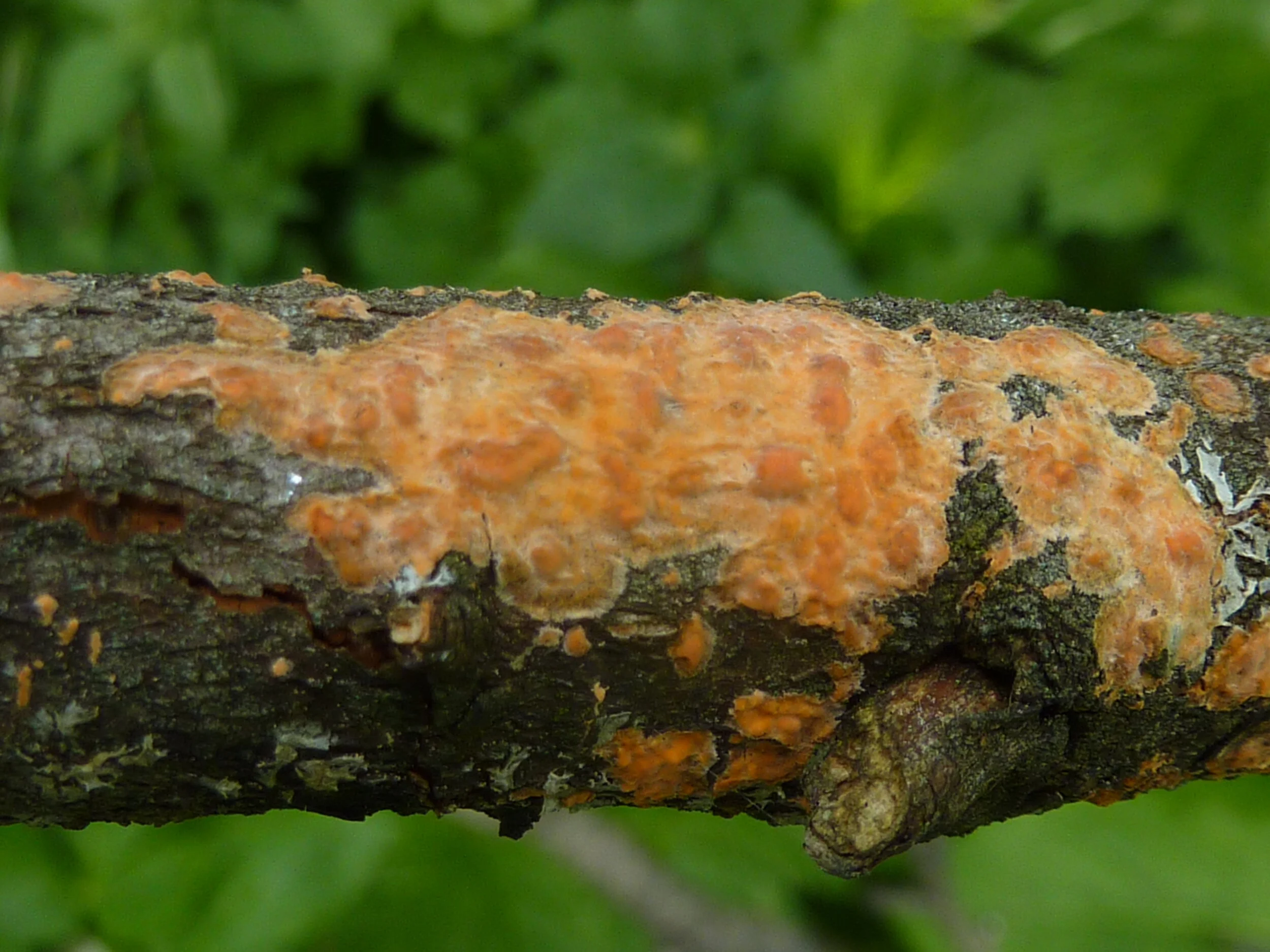 Peniophora aurantiaca