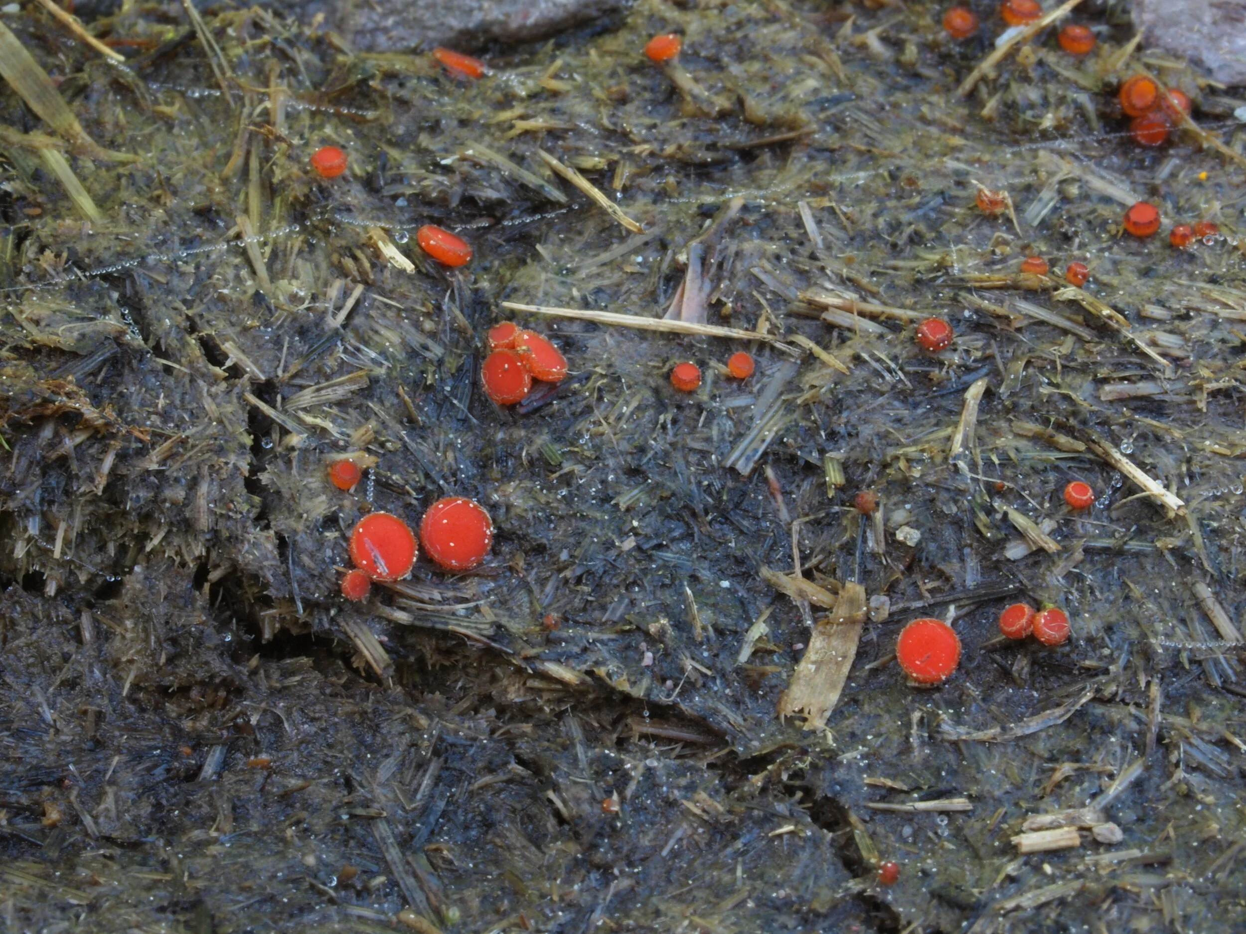 Cheilymenia stercorea