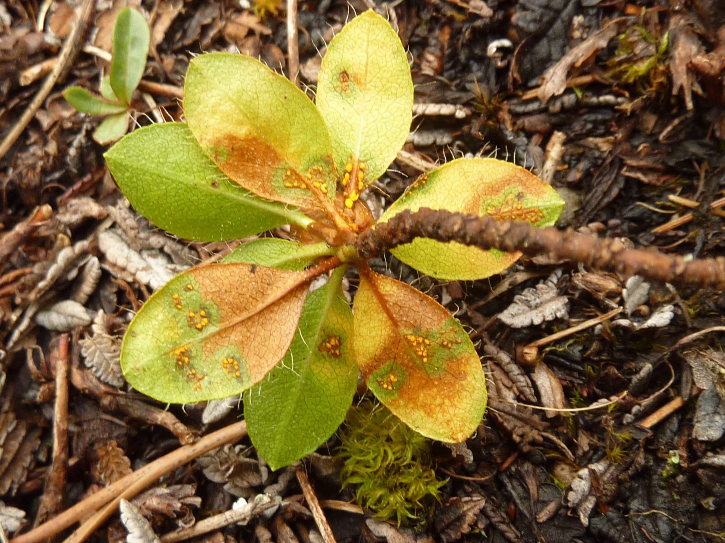 Puccinia  rhododendri 2.JPG