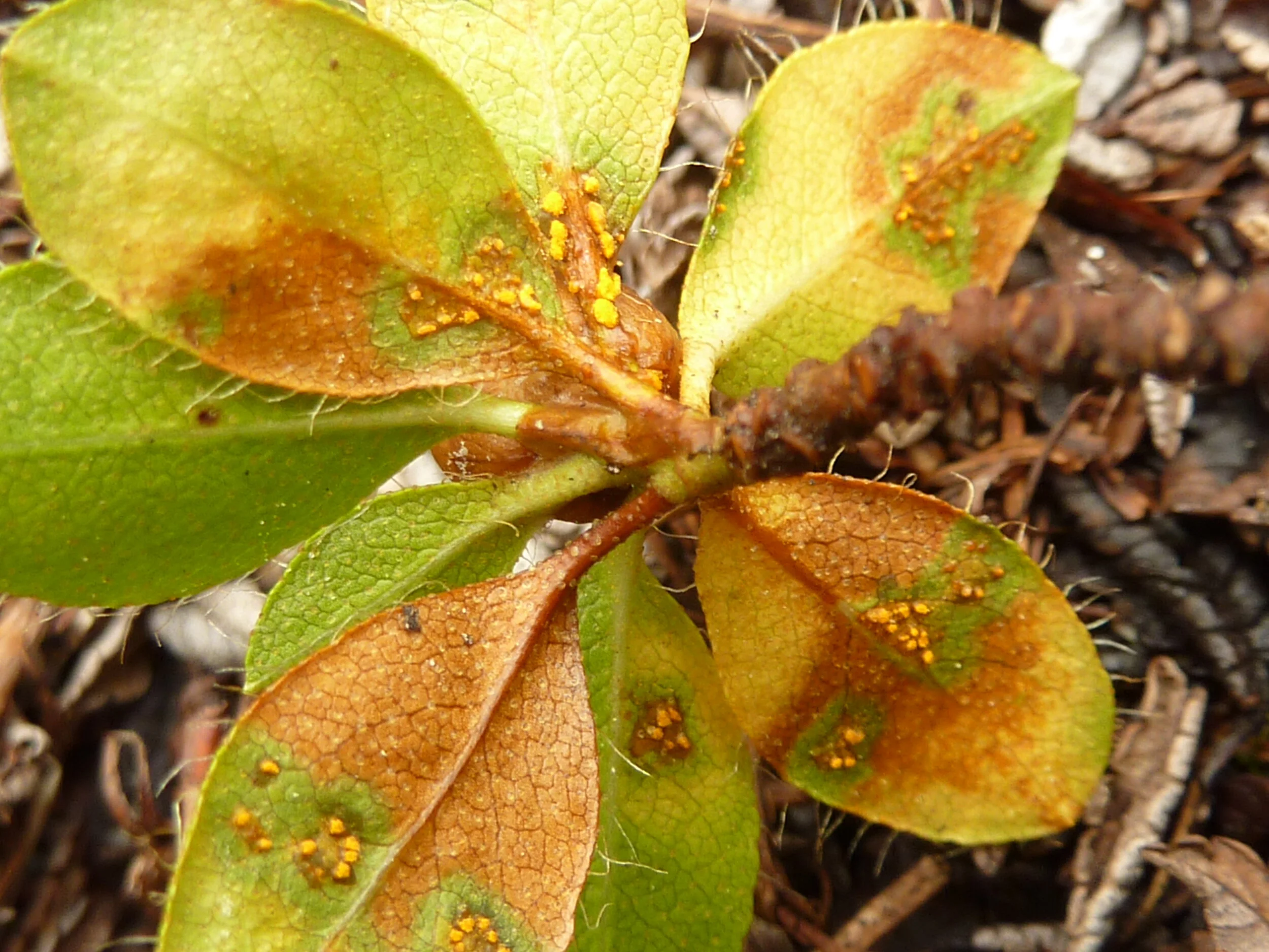Puccinia rhododendri  3.JPG