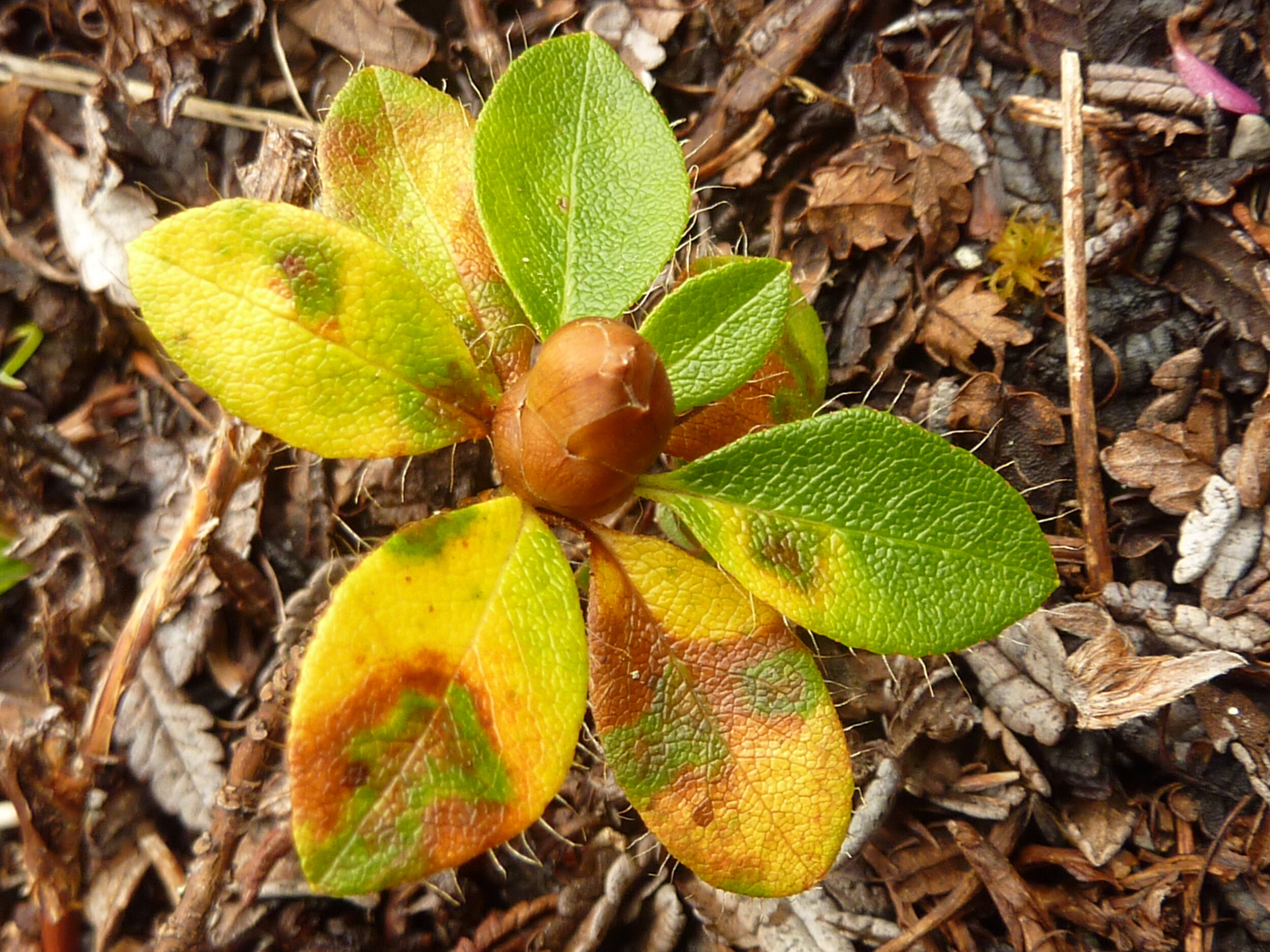 Puccinia rhododendri  4.JPG