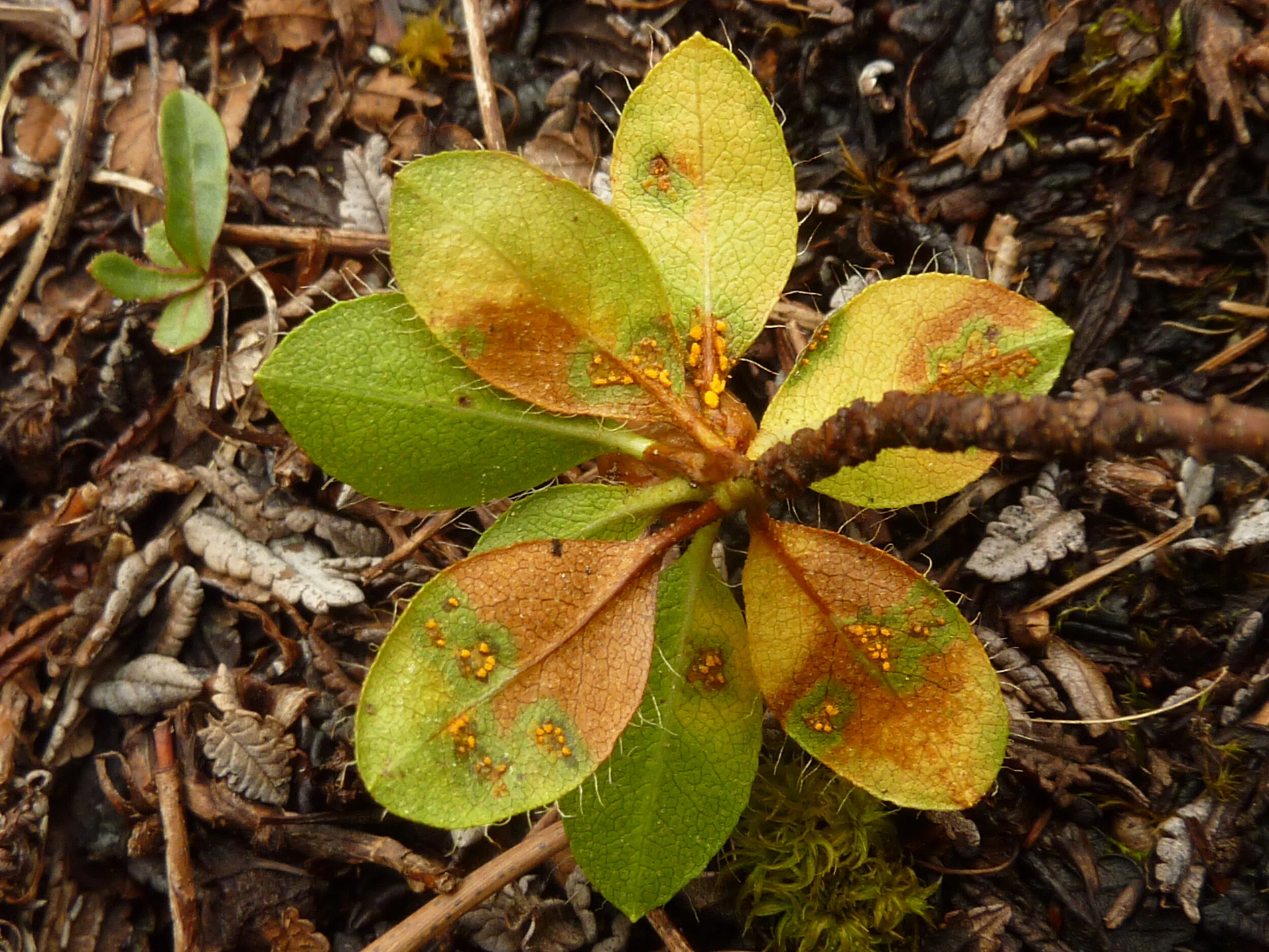Puccinia rhododendri
