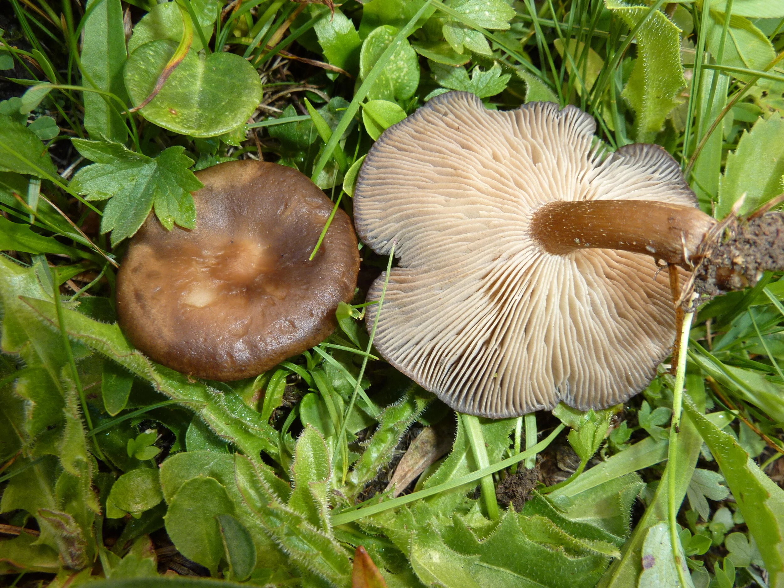 Melanoleuca graminicola