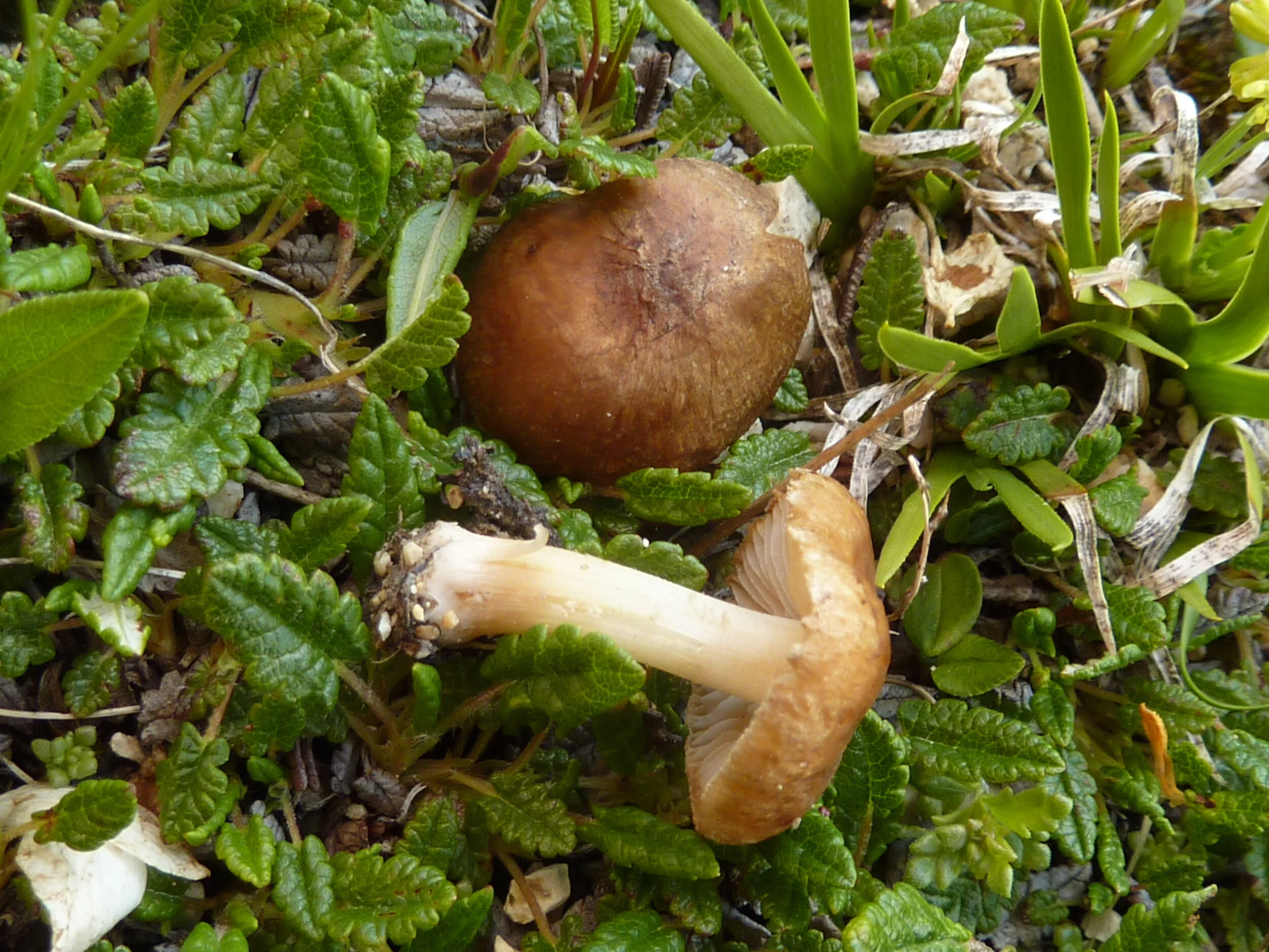 Inocybe guttulifera
