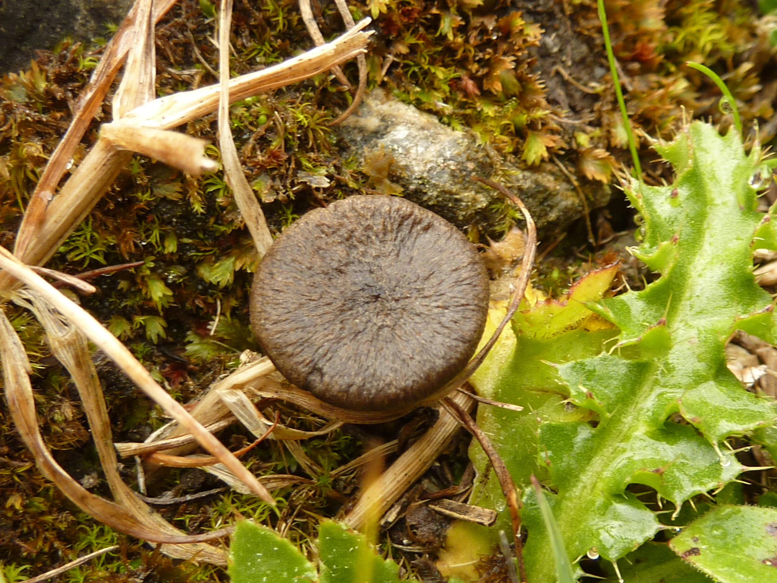 Inocybe alpigenes