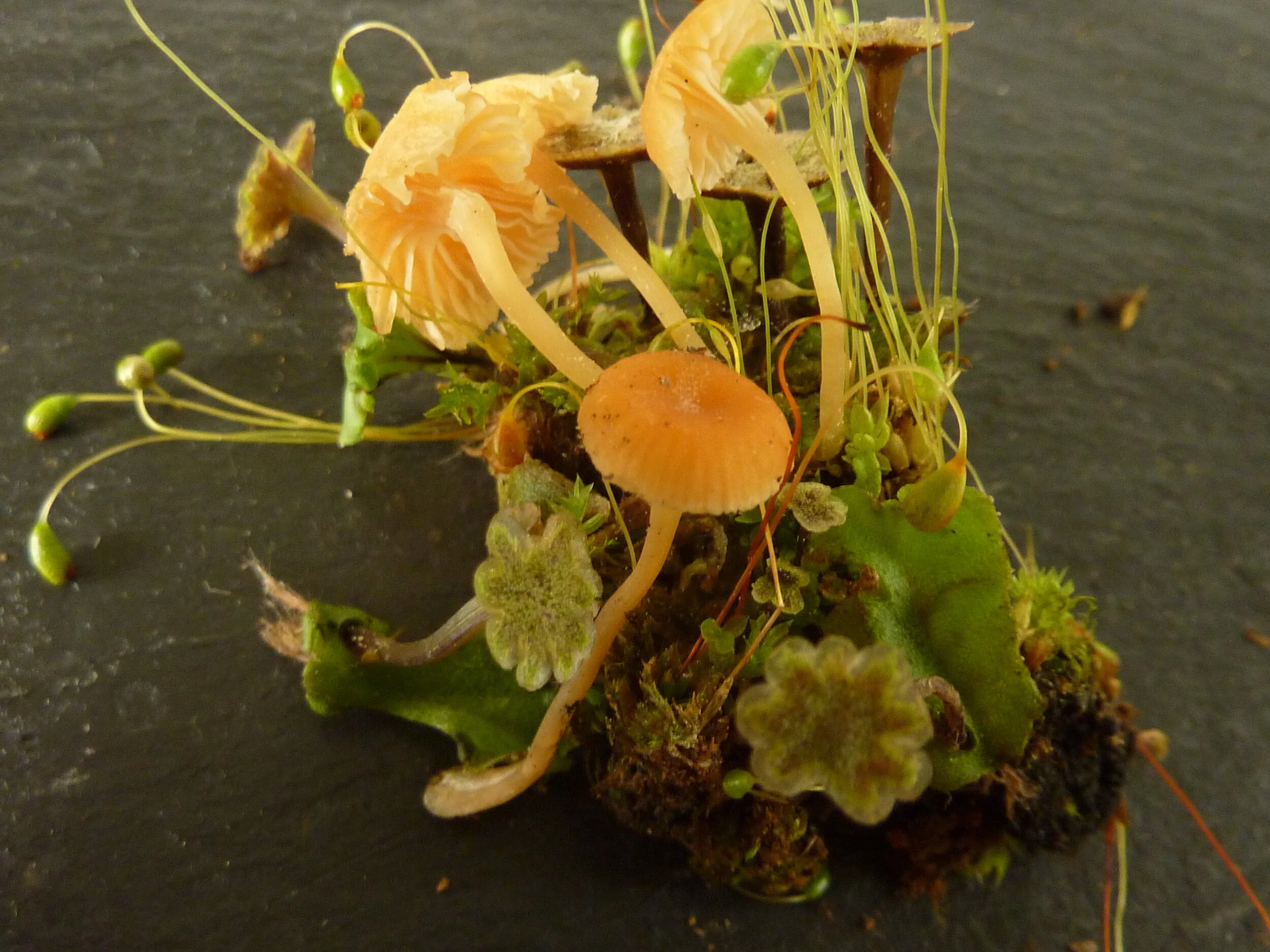 Gerronema marchantiae