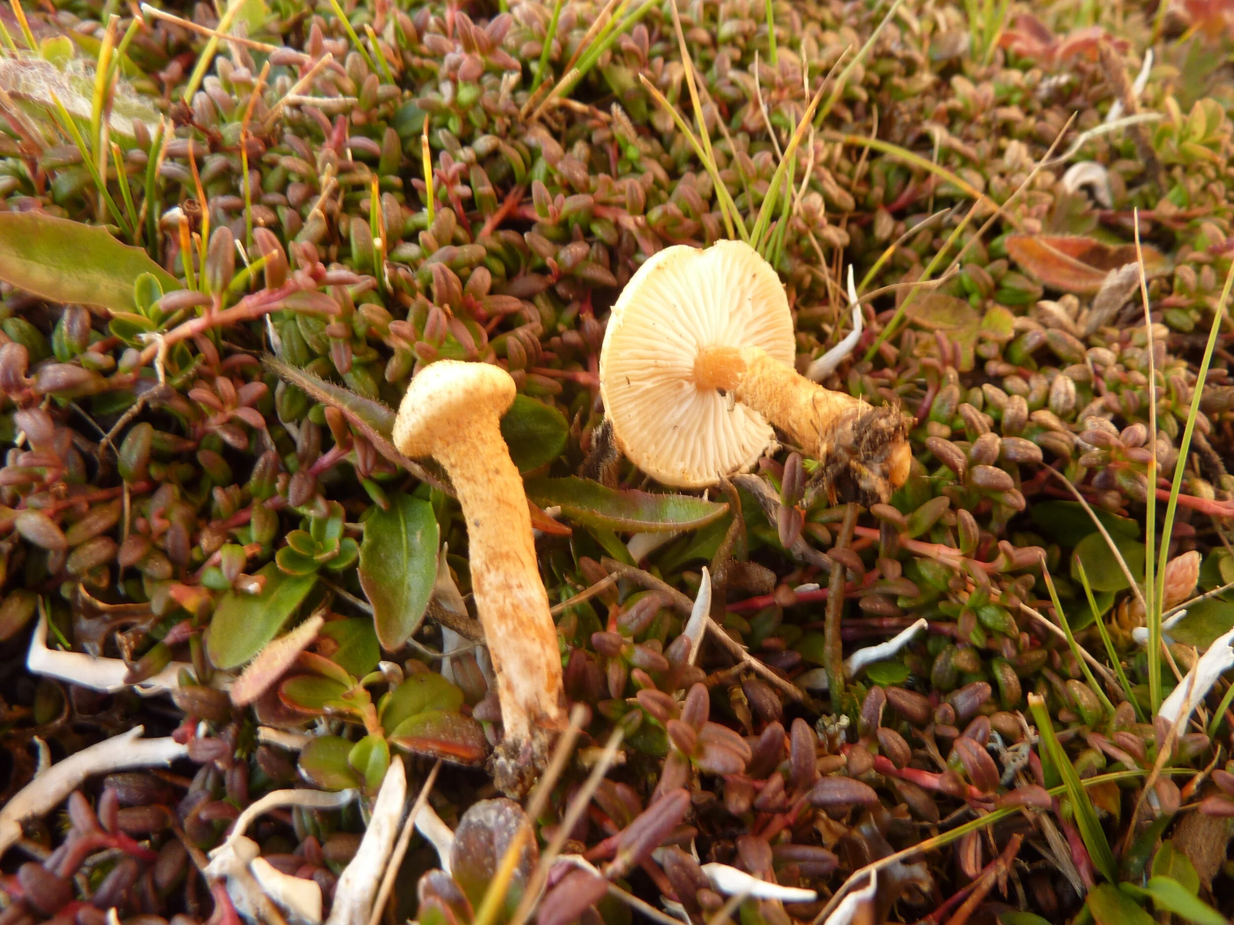 Cystoderma jasonis