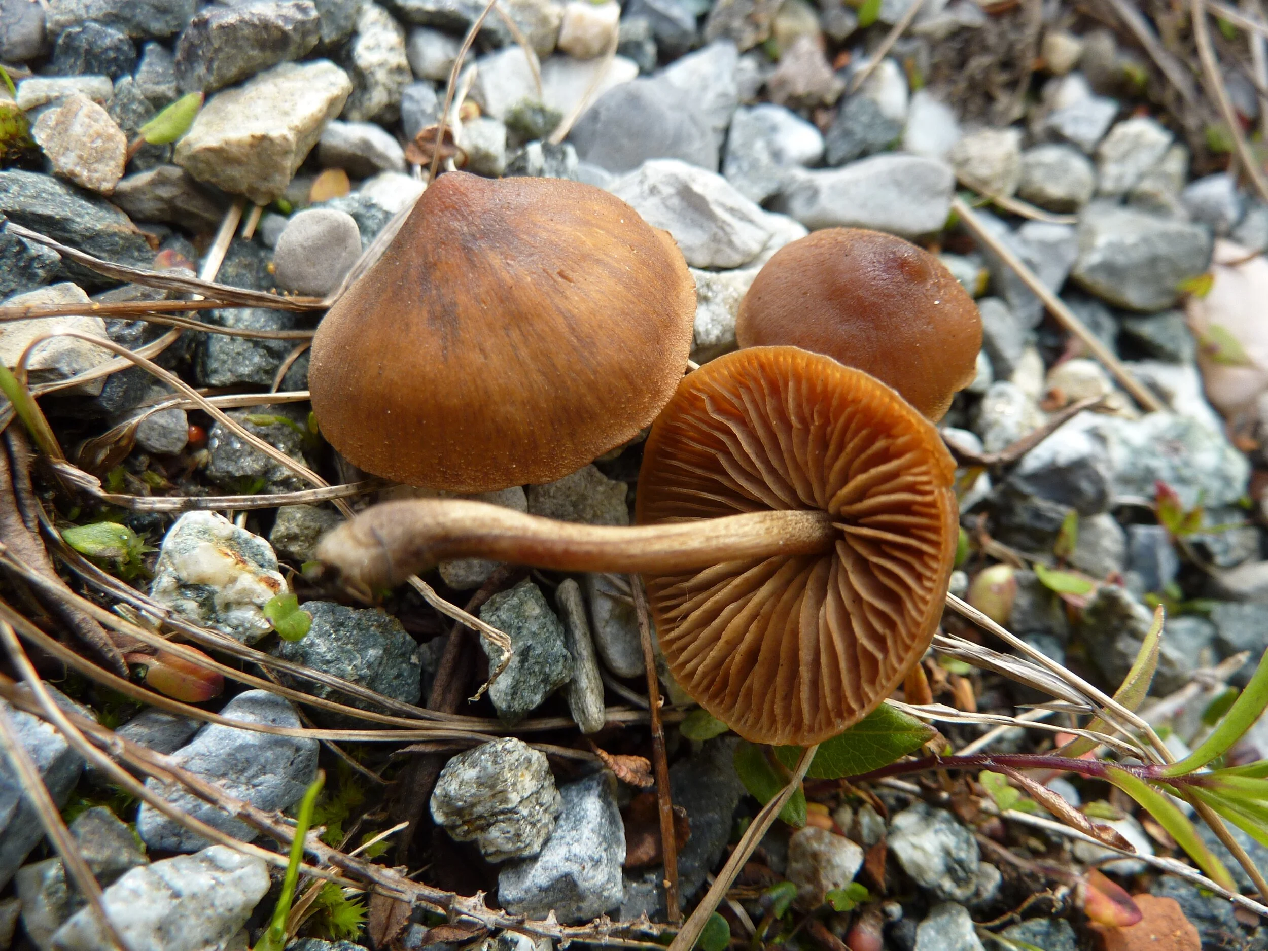 Cortinarius (Tel.) hinnuleus