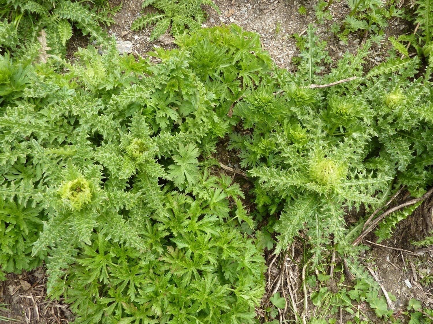 Cirsium spinosissimum / Alpenkratzdistel