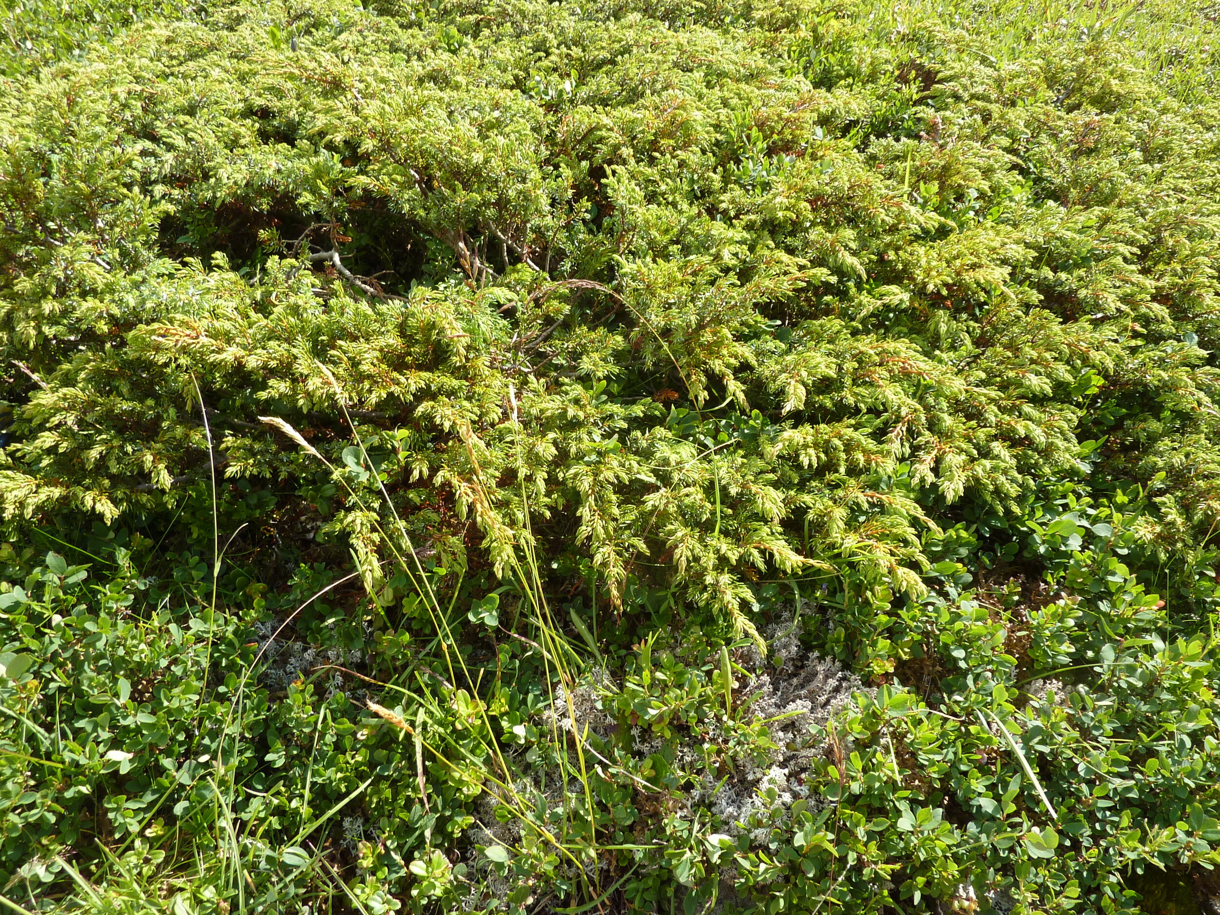 Juniperus communis subsp. alpina / Wacholder