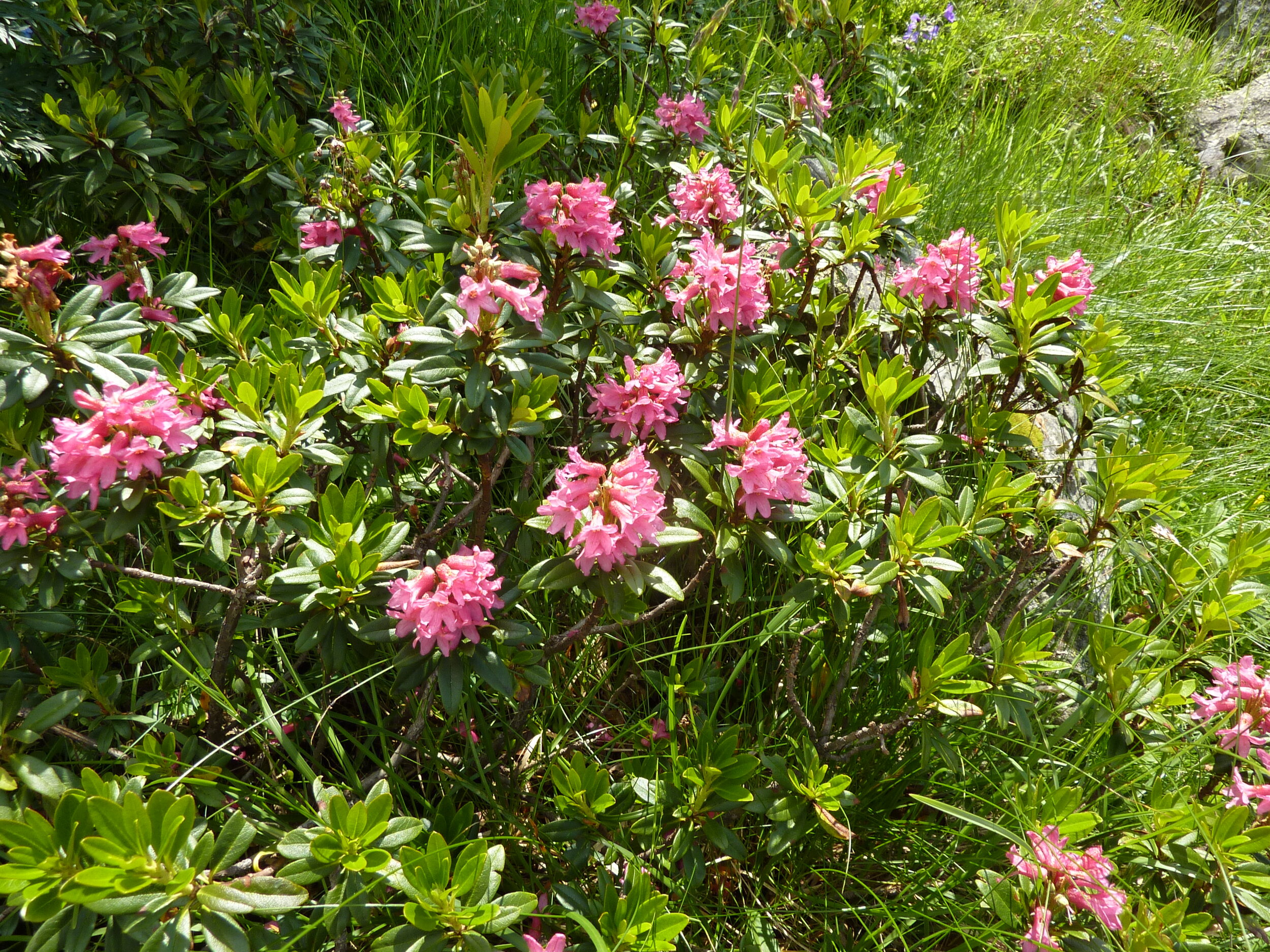 Rhodod. ferrugineum / Rostblättrige Alpenrose
