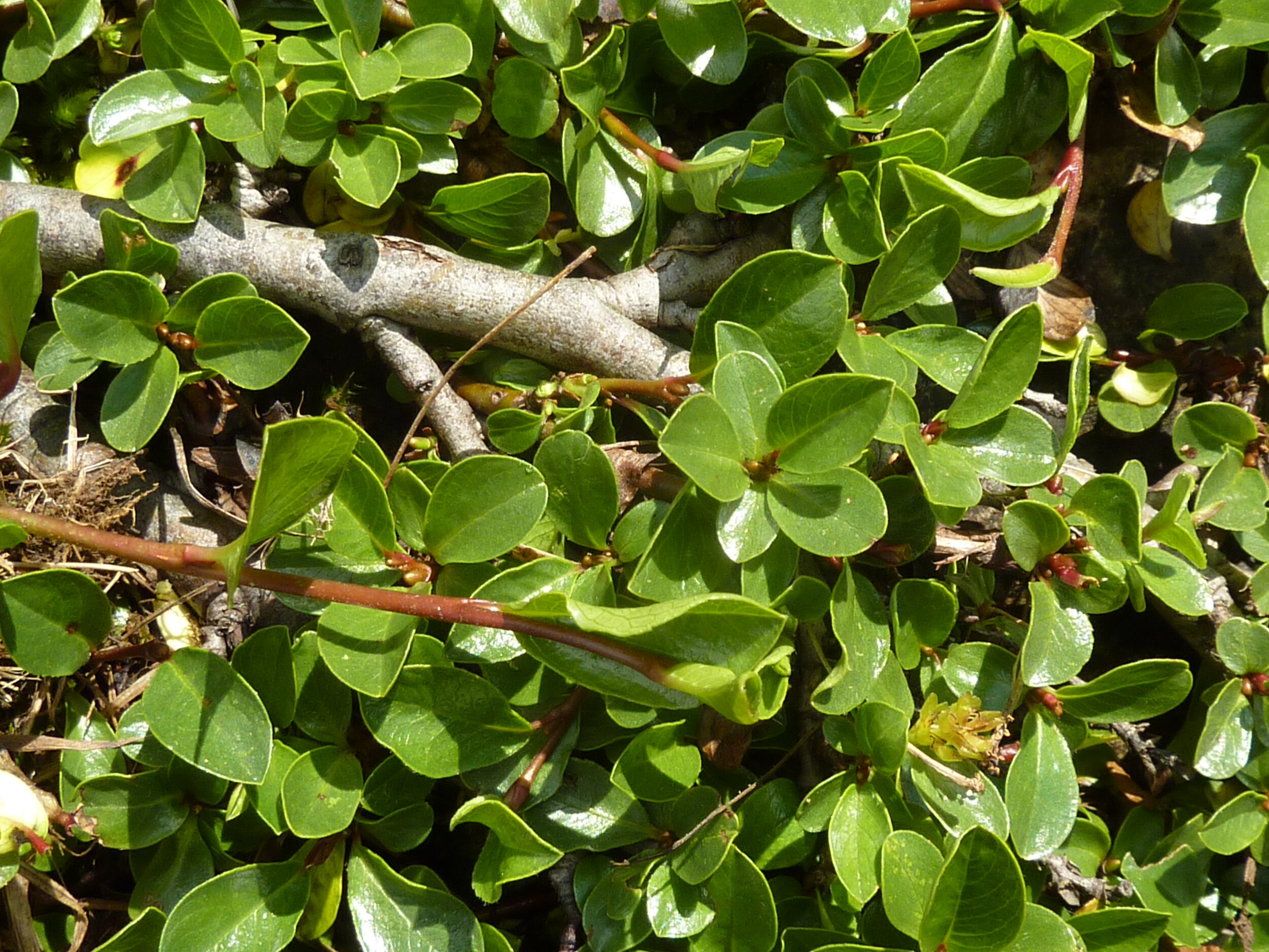 Salix herbacea / Krautweide