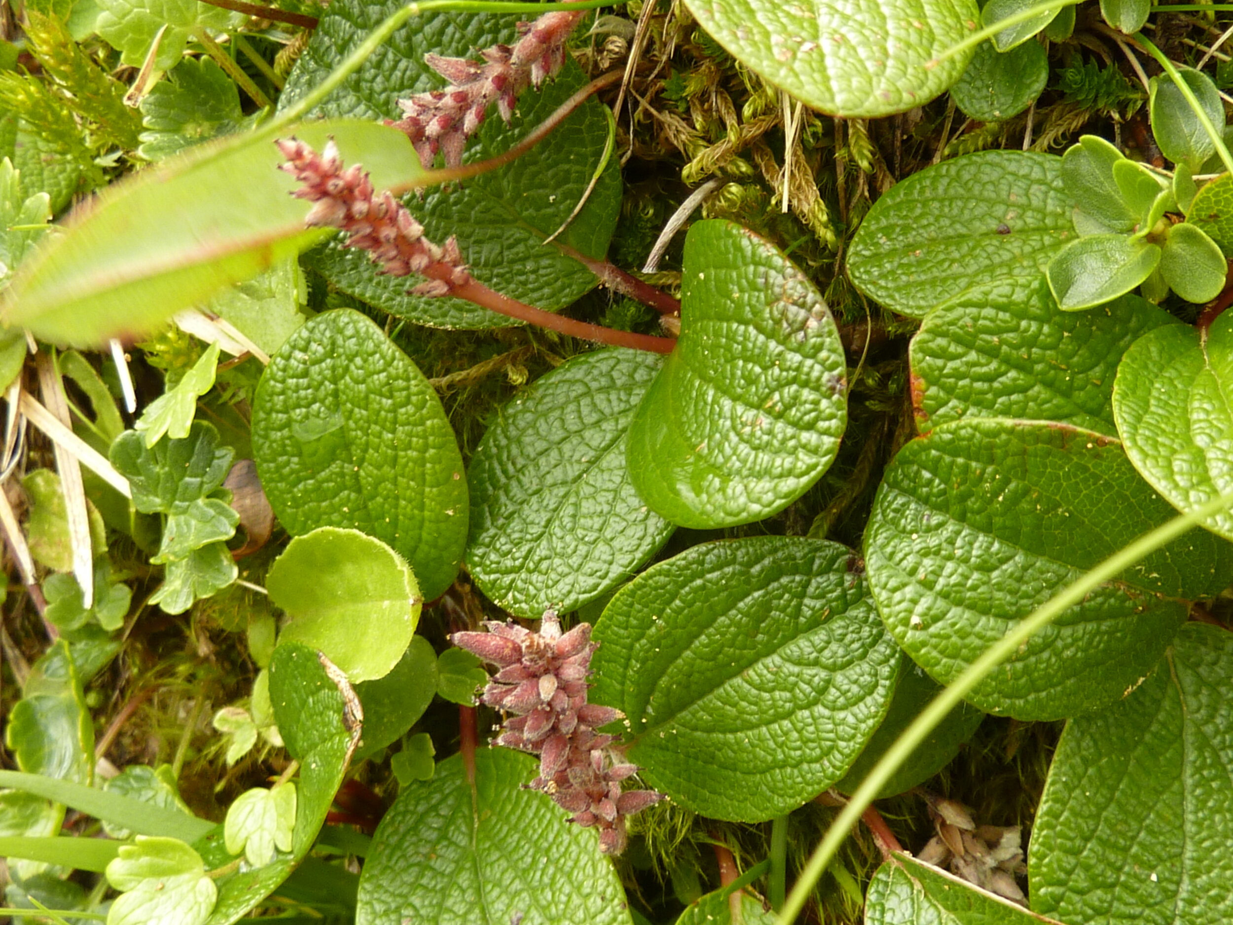 Salix reticulata / Netz-Weide