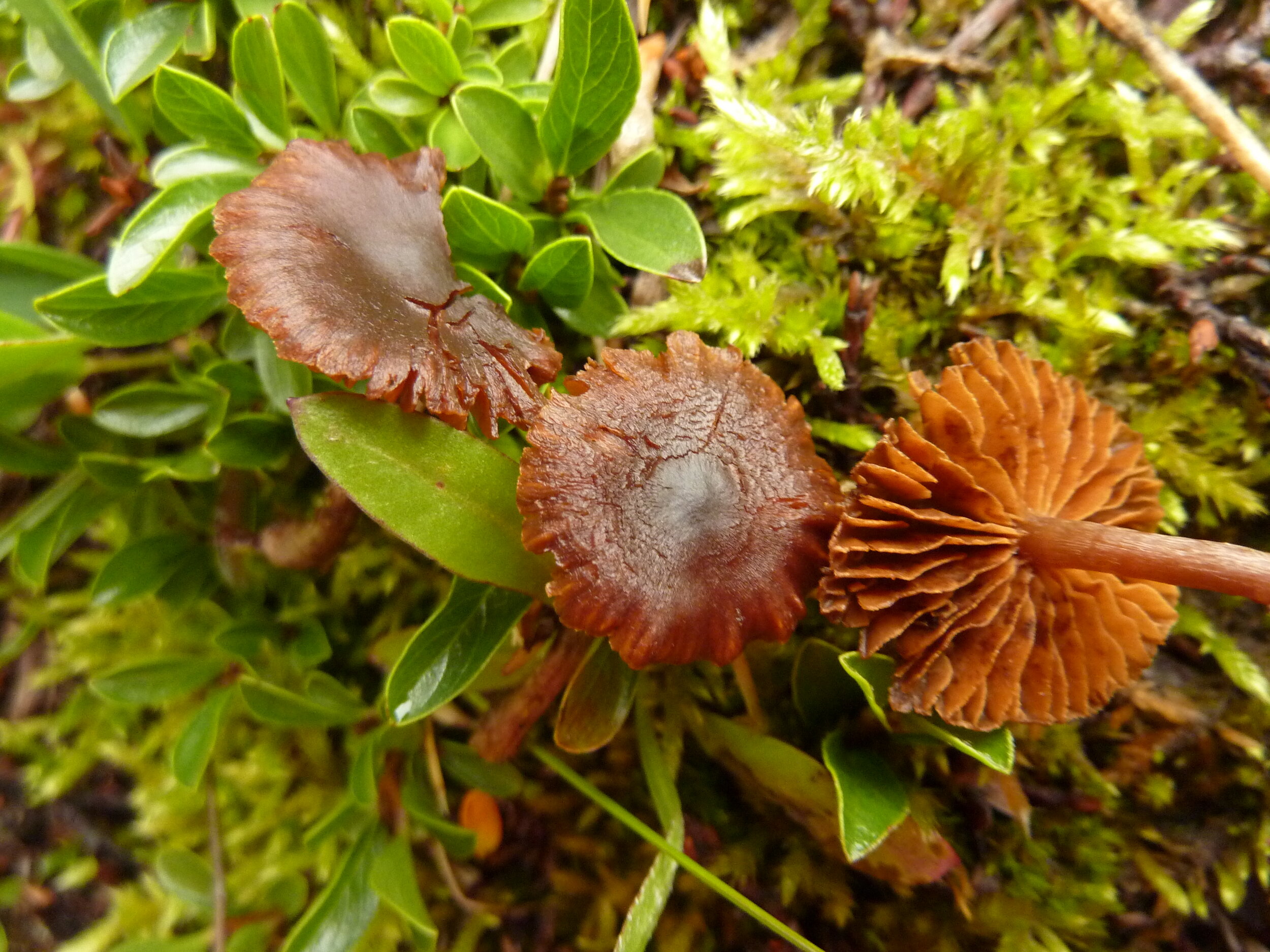 Cortinarius (Tel.) minutulus