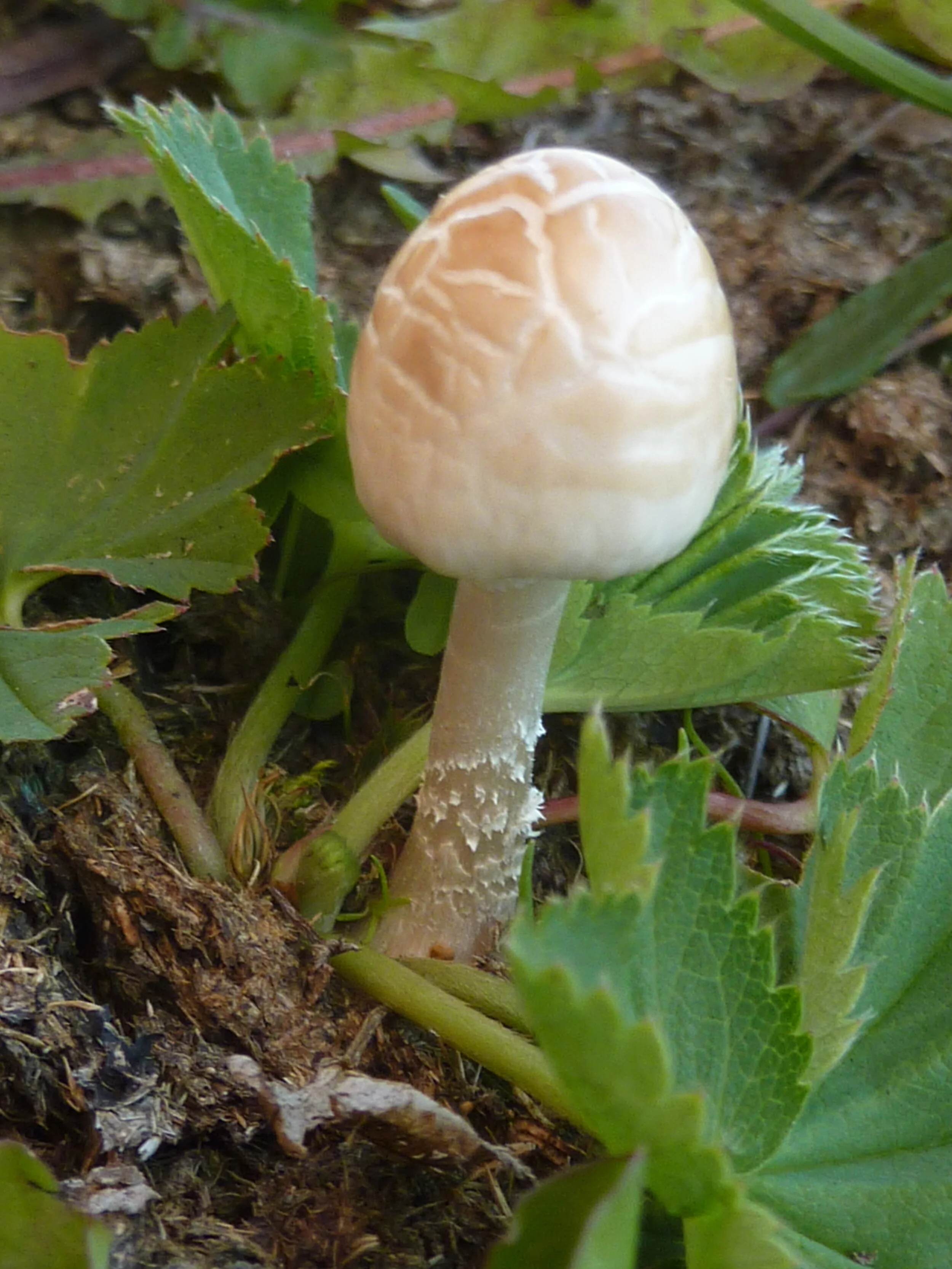 Panaeolus semiovatus